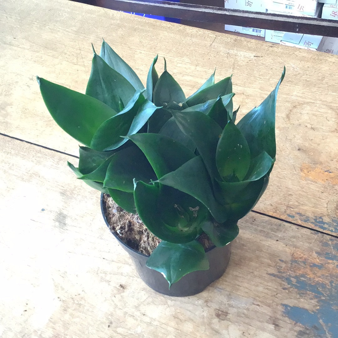 Birdsnest Sanseveria 6’’