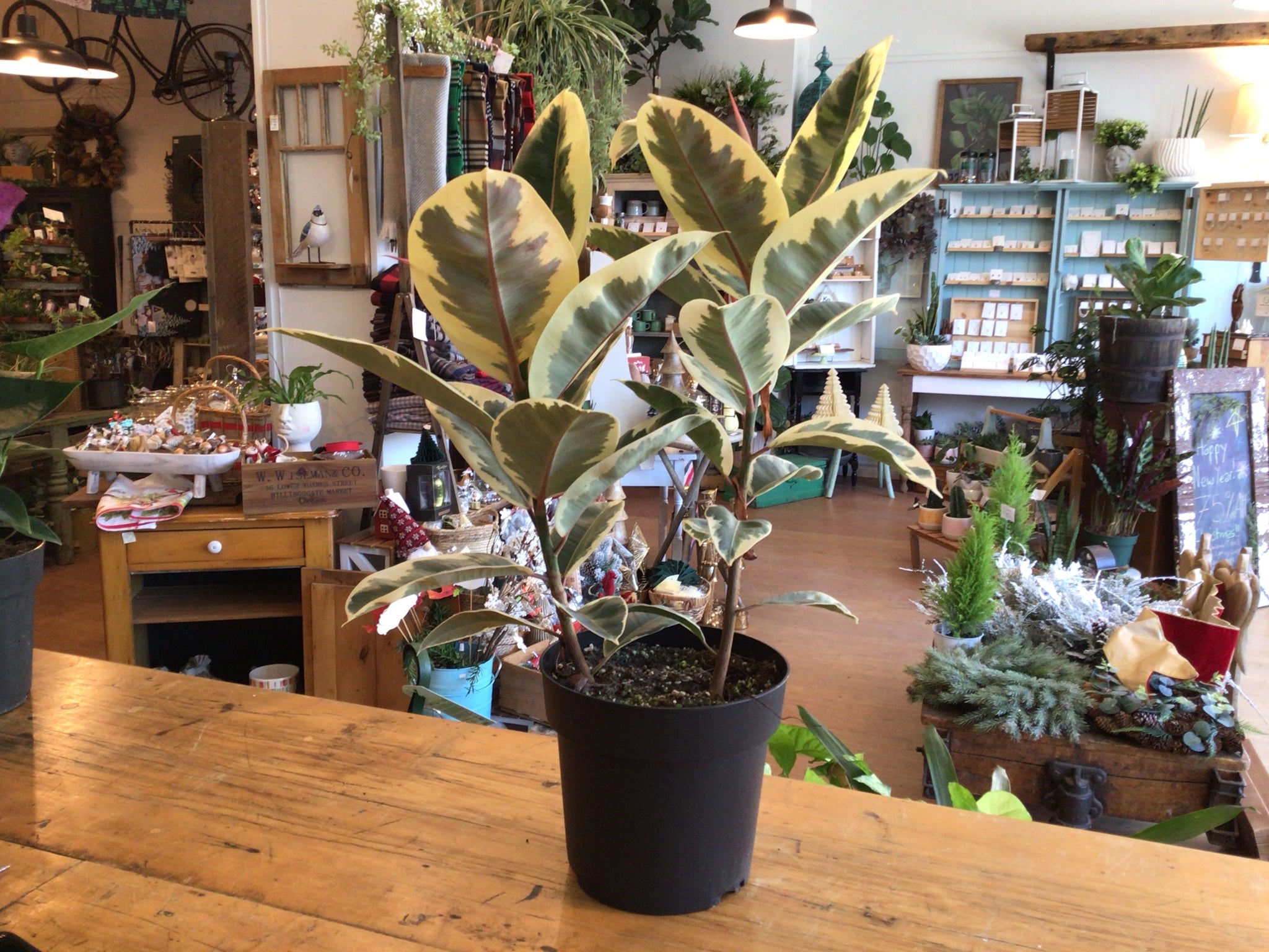 Ficus plant