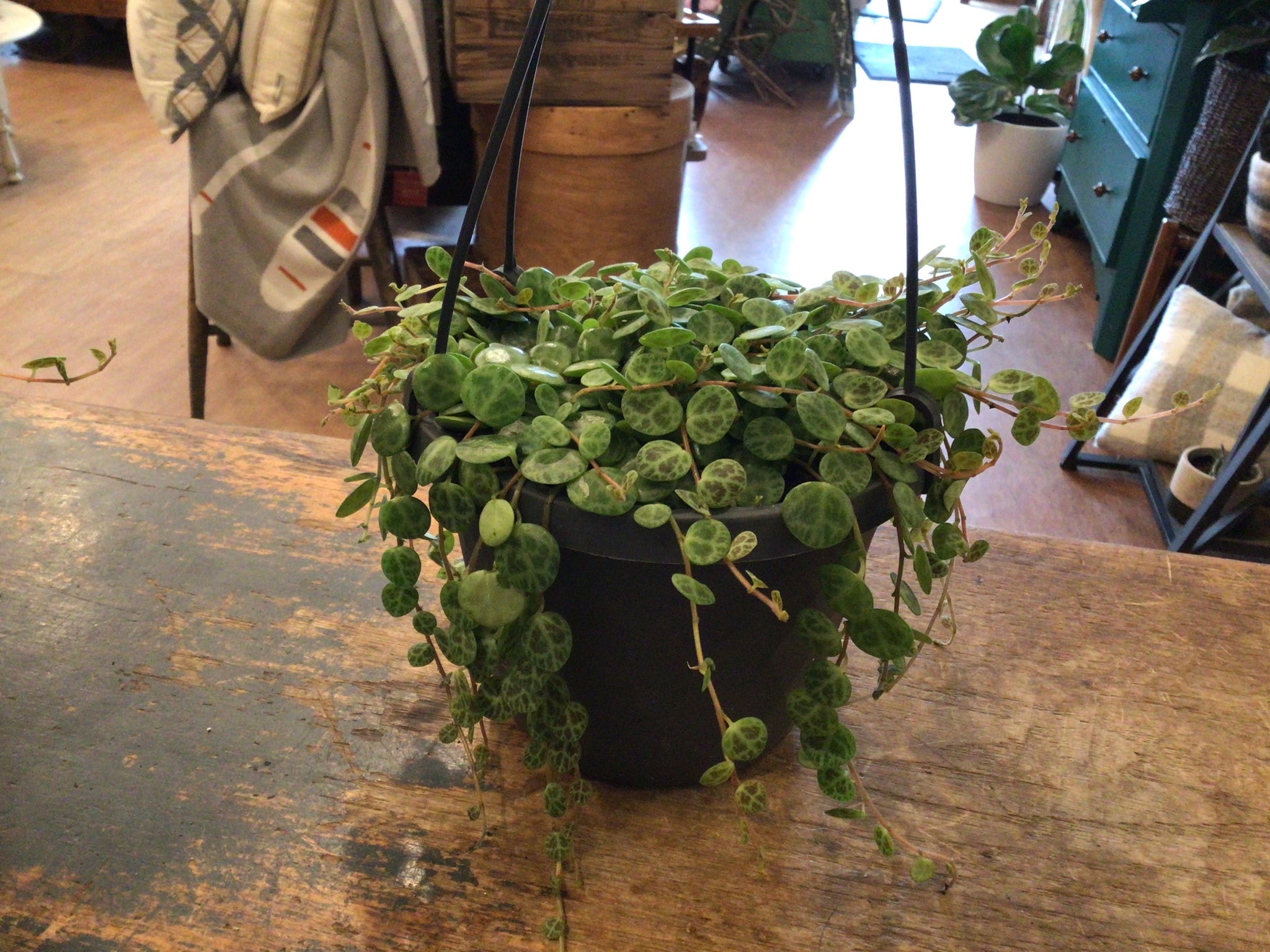 Succulent Hanging Basket - 6"