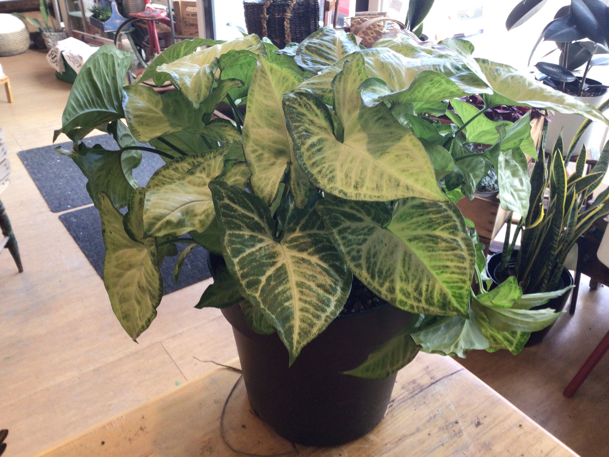 Syngonium plant 8’’