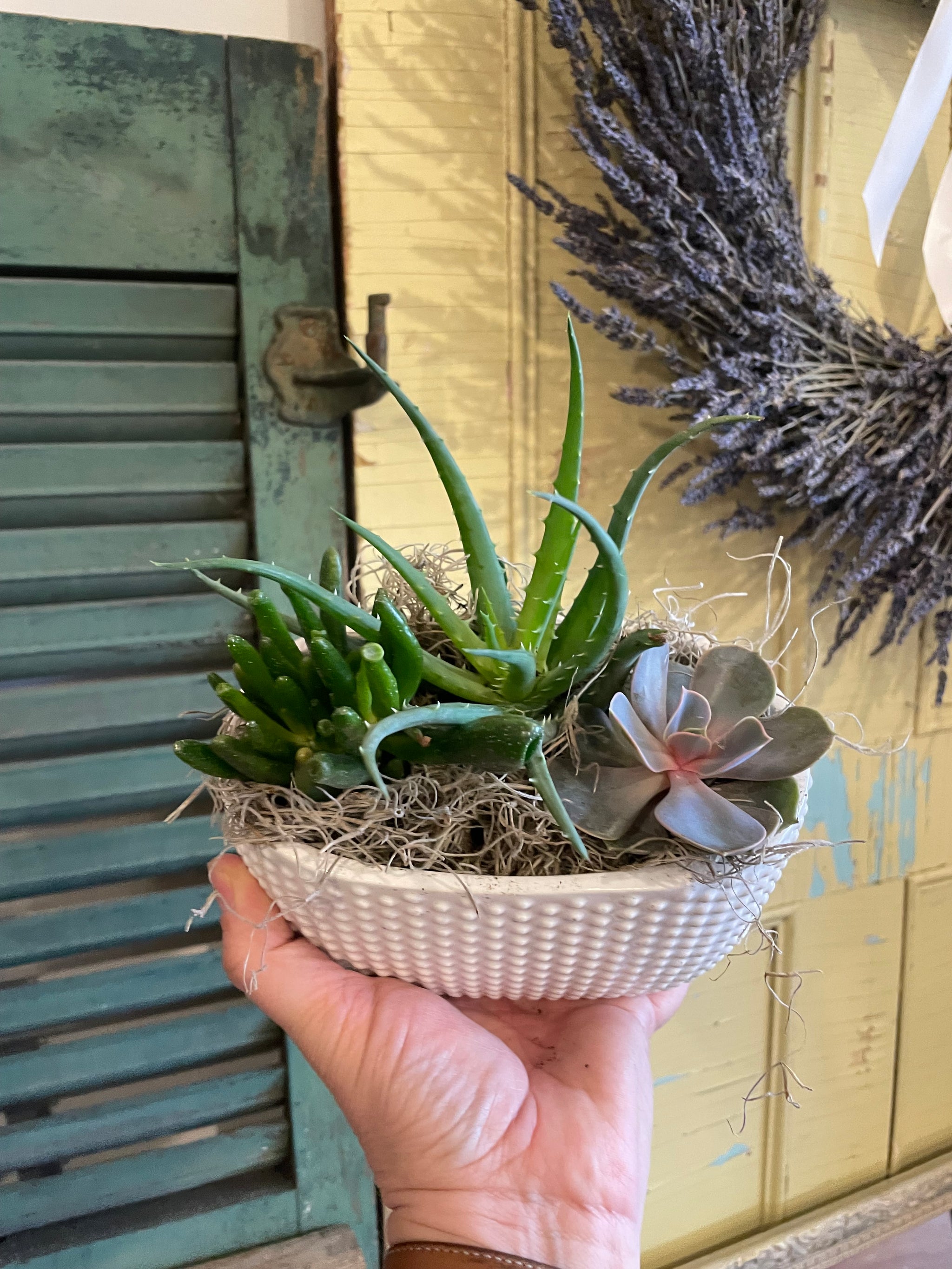 Dottie Succulent Planter