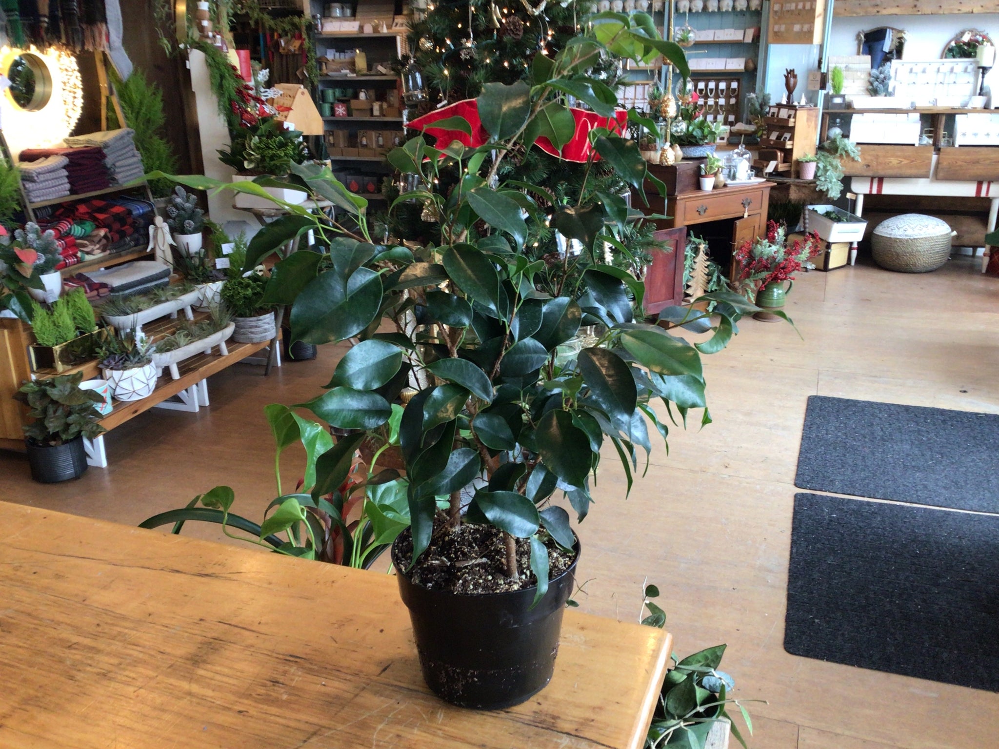 Ficus Benjamina