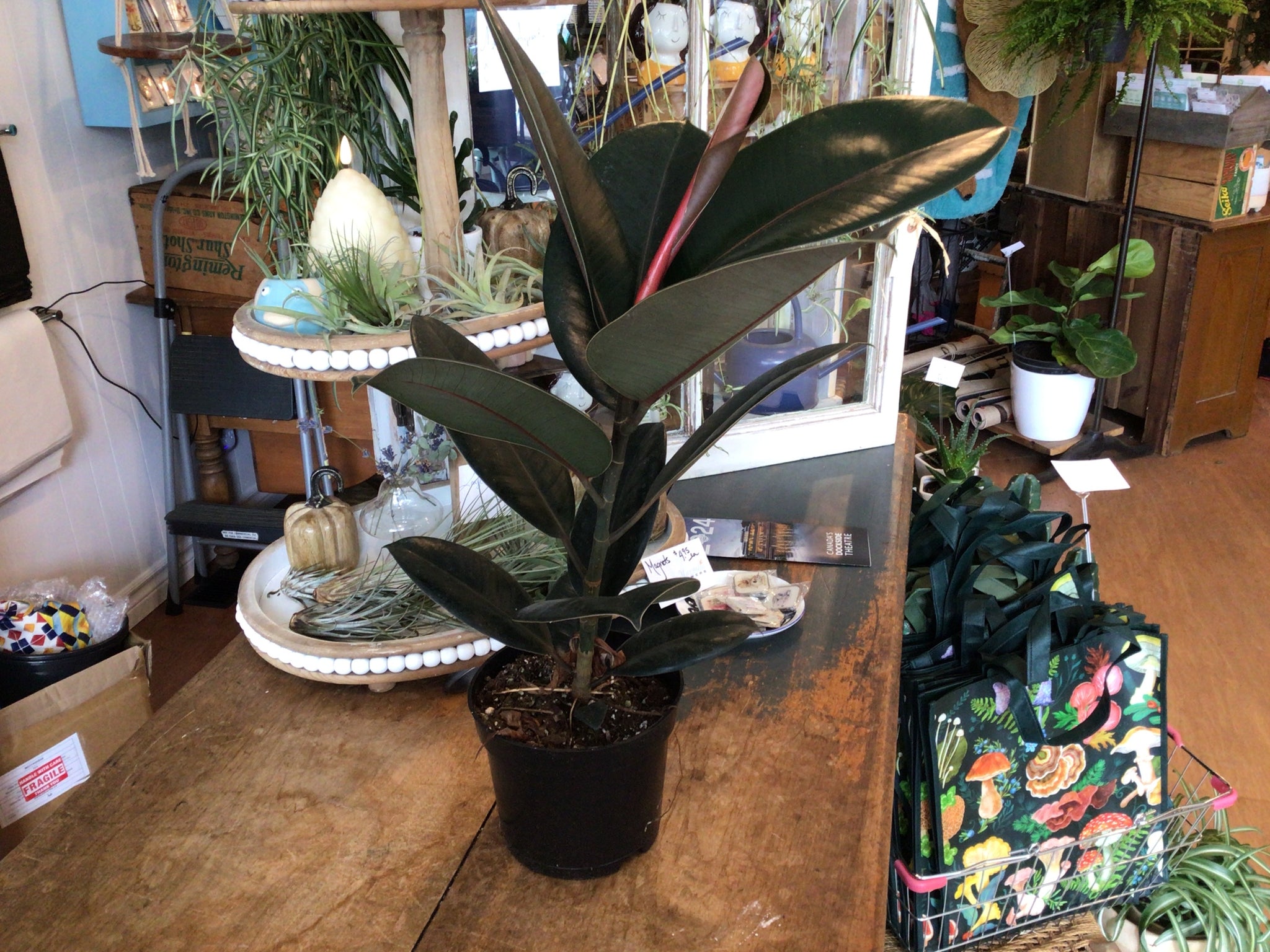 Ficus Plant 6’’