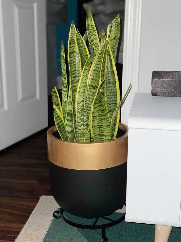 AURUM POT | PLANTER