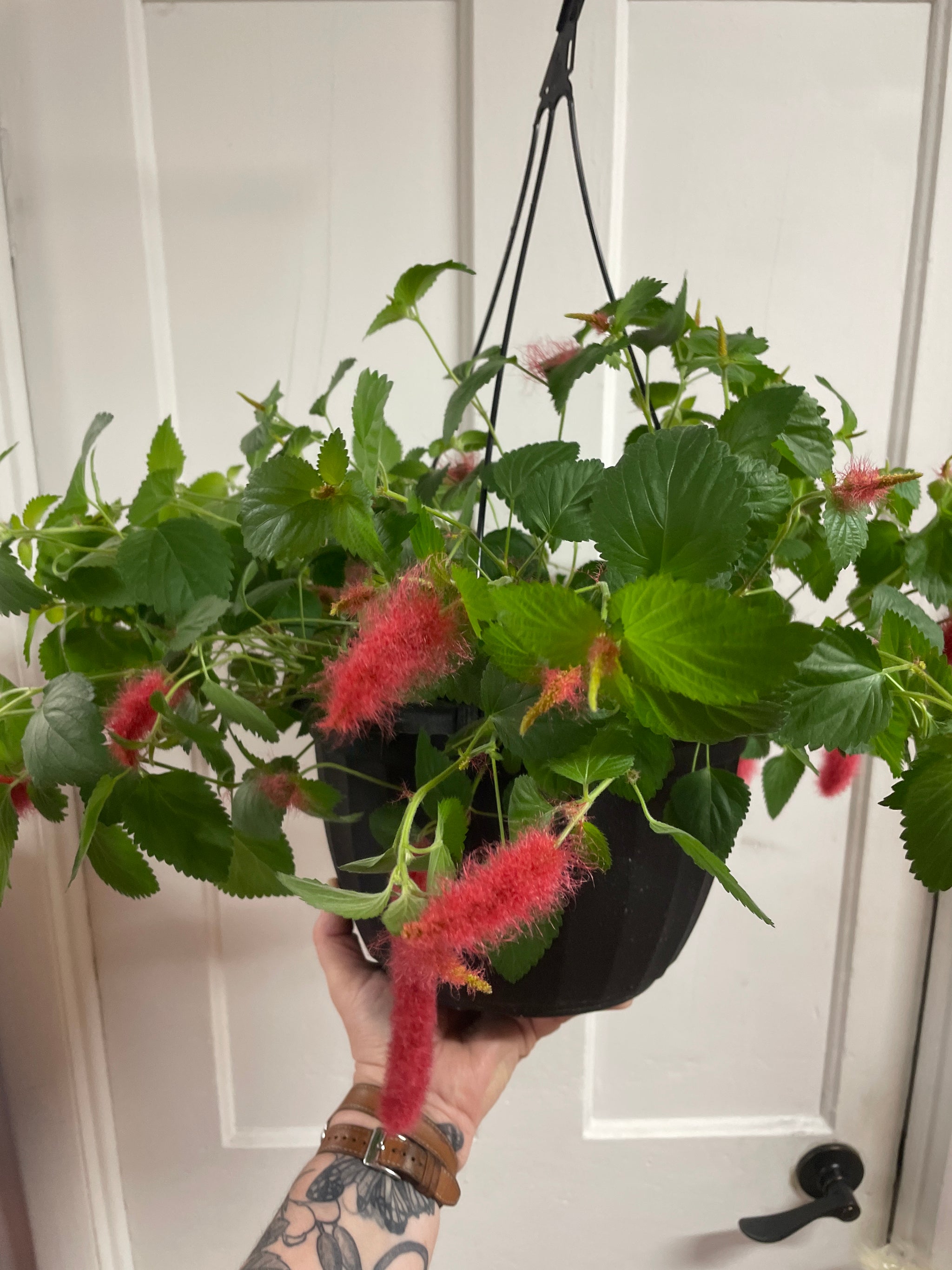 Chenille Plant HB