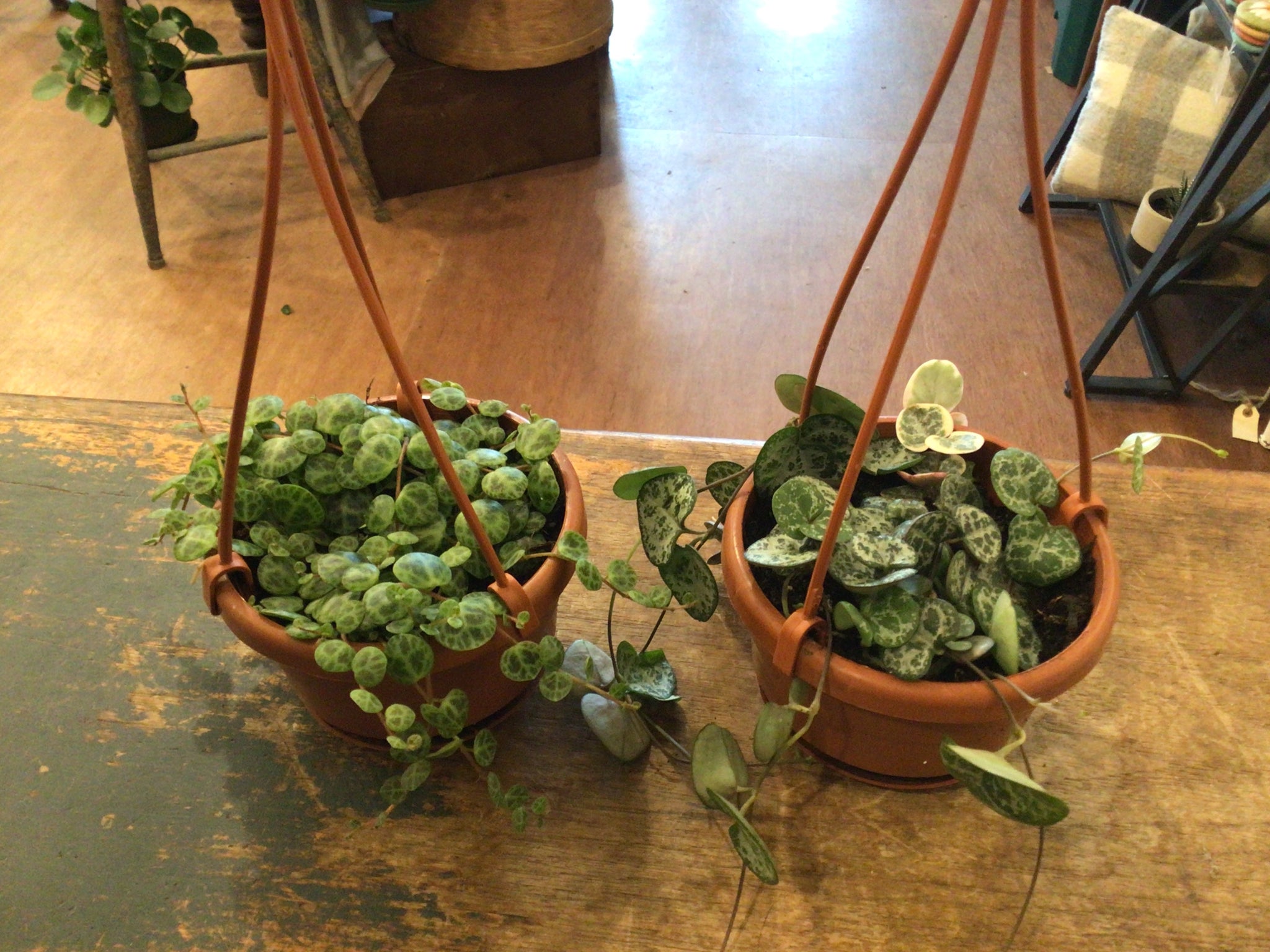 Succulent Hanging Basket - 4" Various