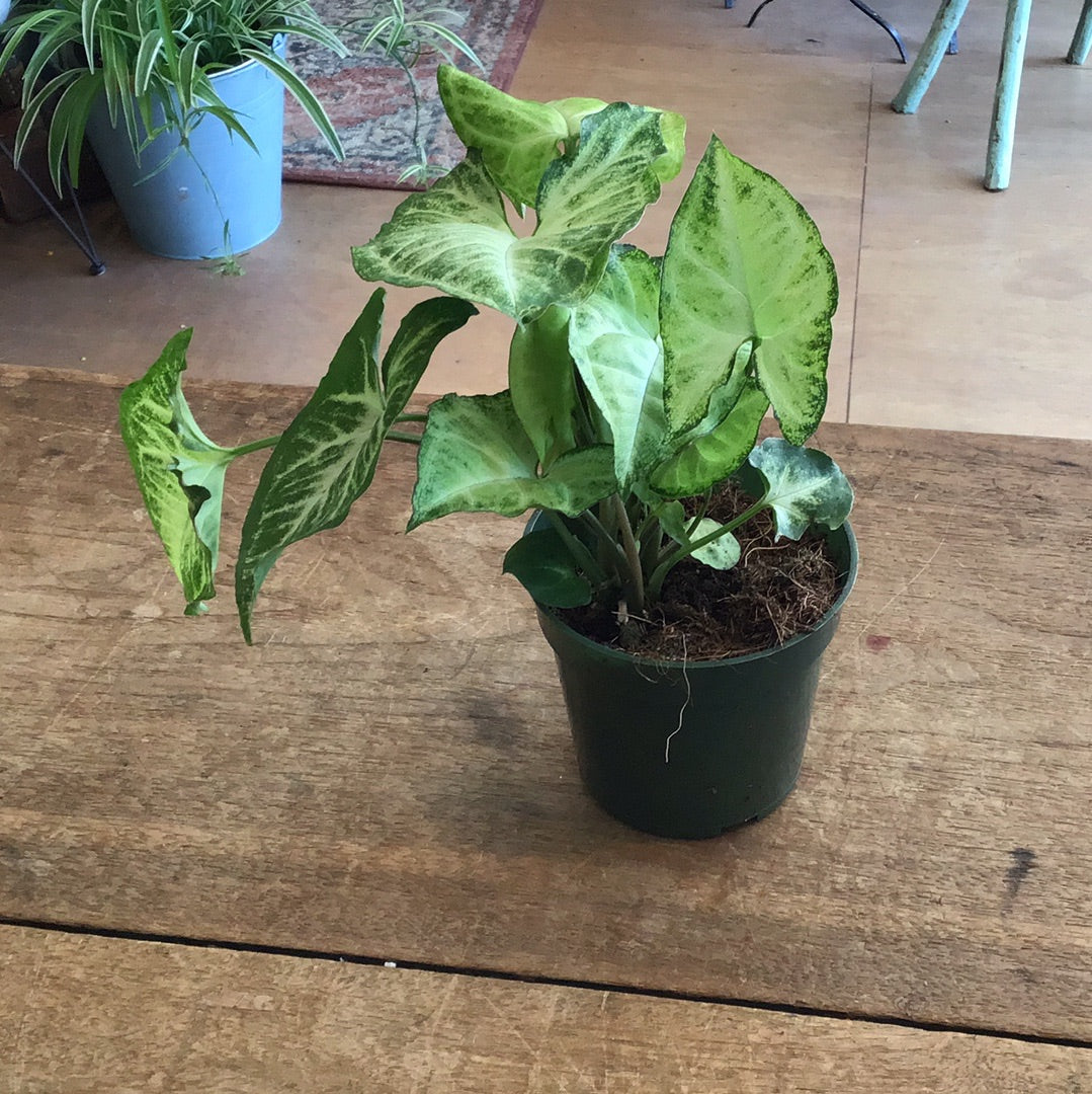 Syngonium plant 4’’