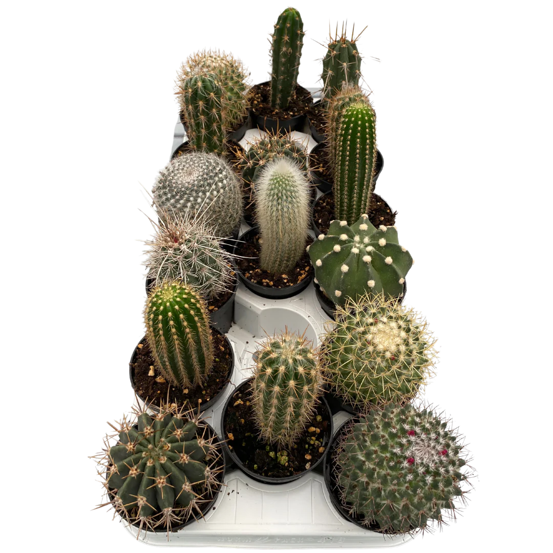 Cacti