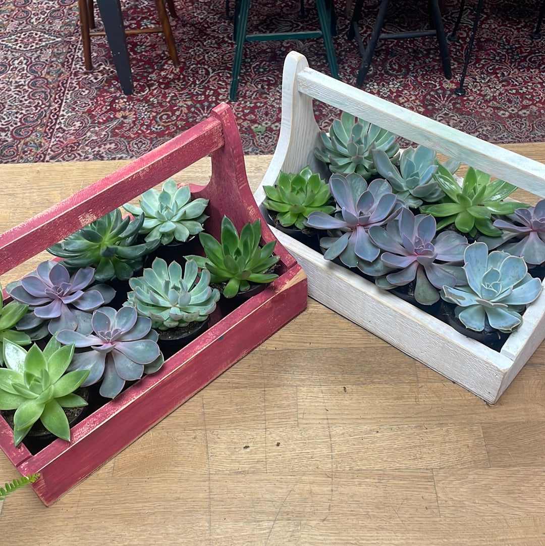 Succulents Assorted 4”