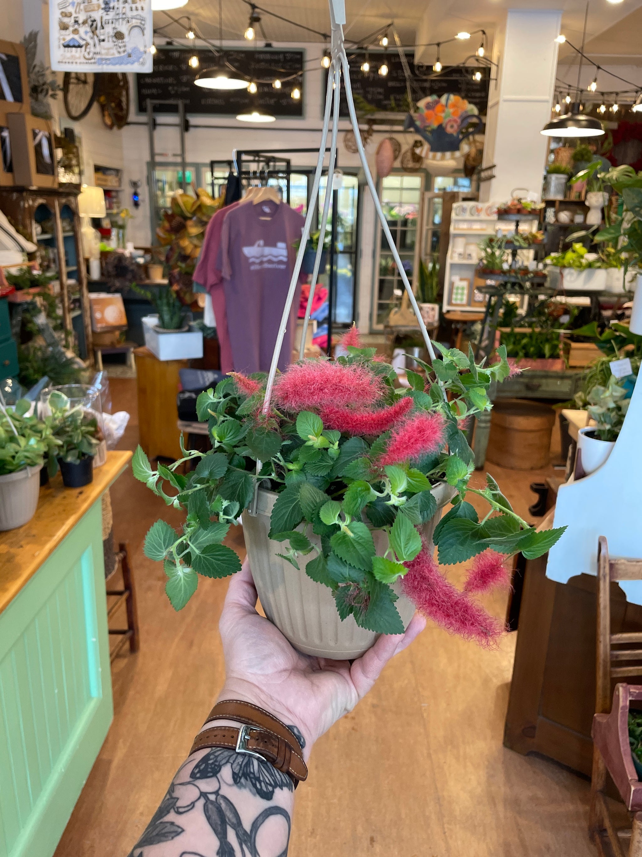 Chenille Plant HB