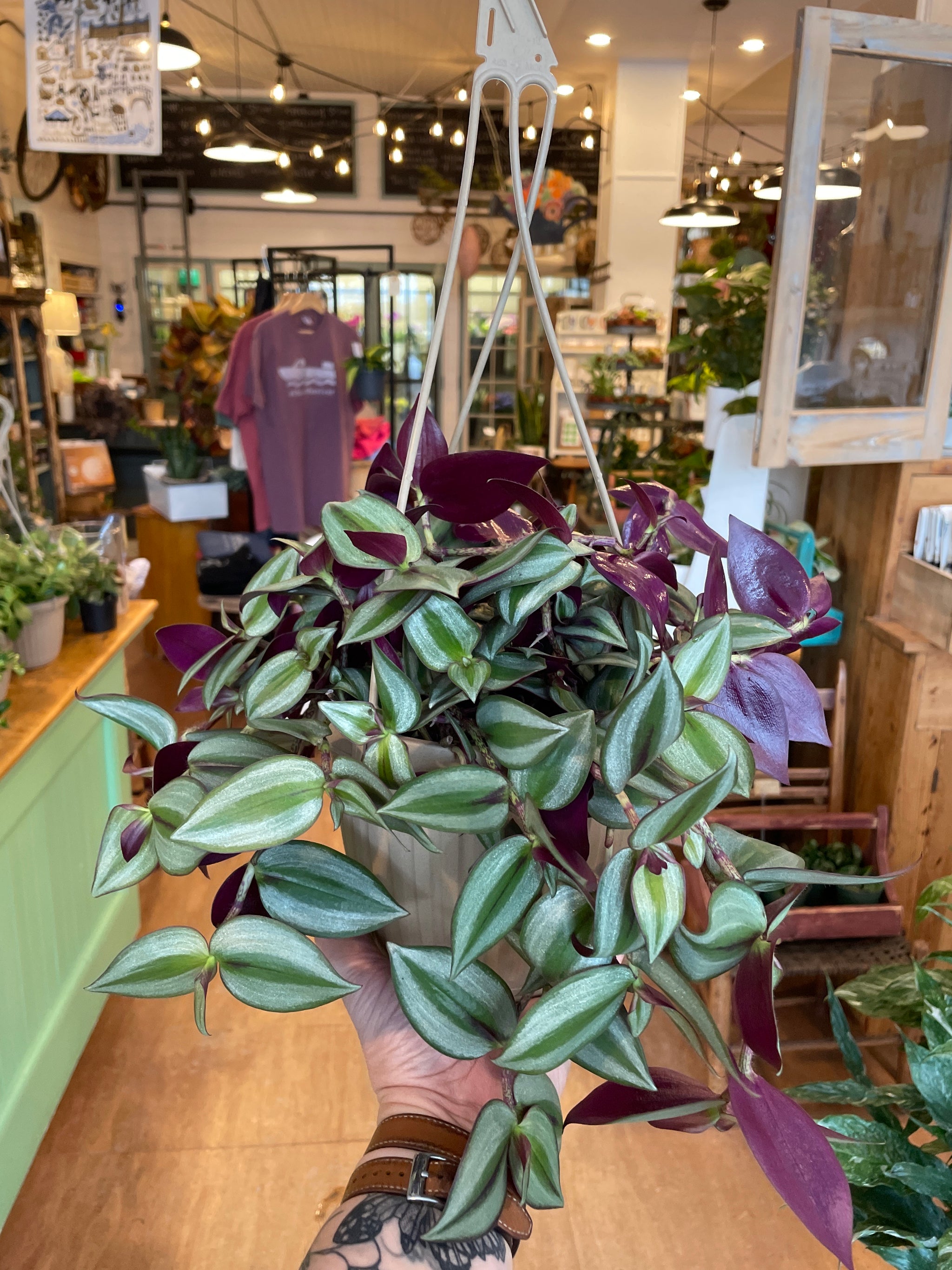 Tradescantia