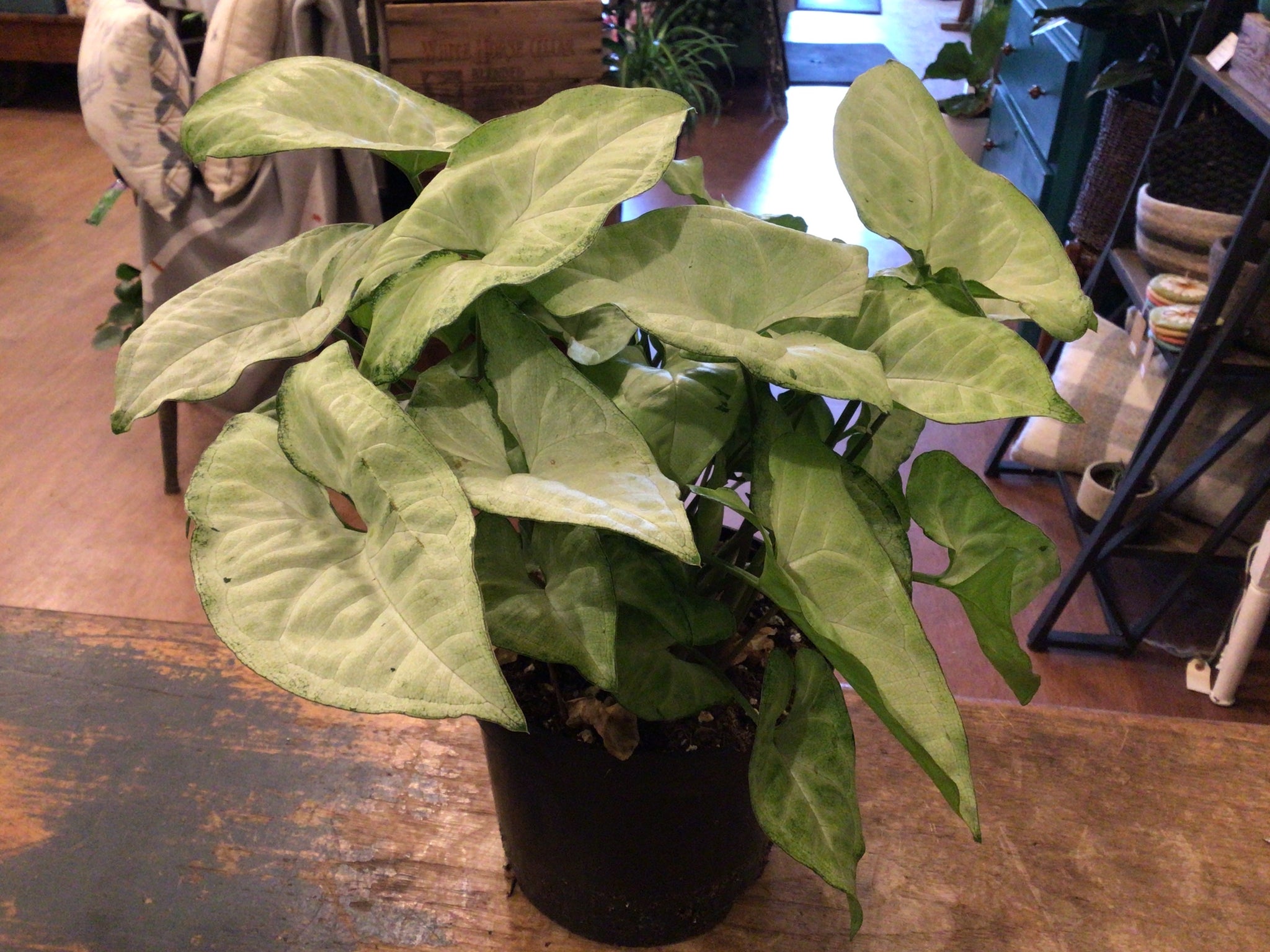 Syngonium plant 6’’