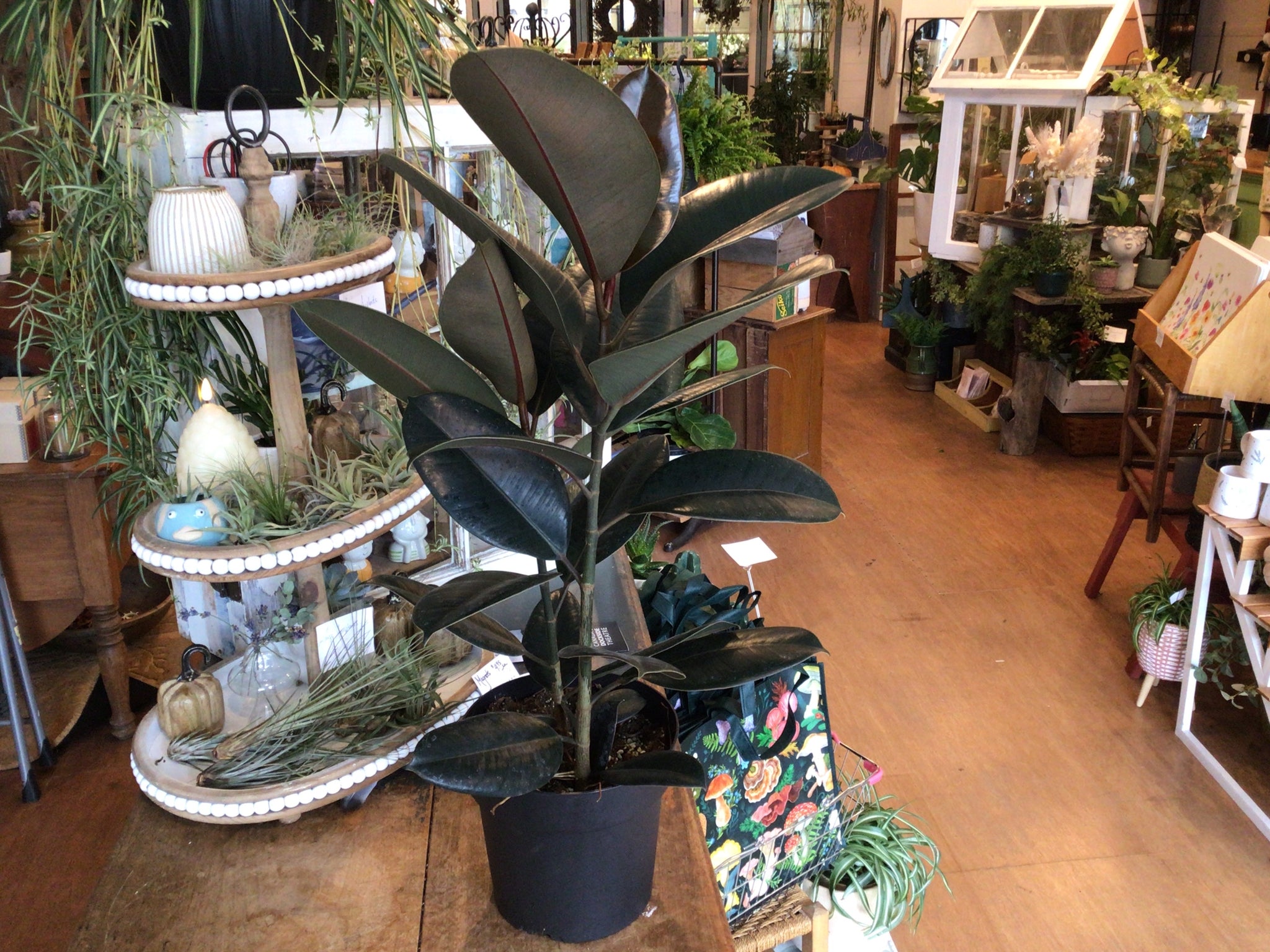 Ficus plant