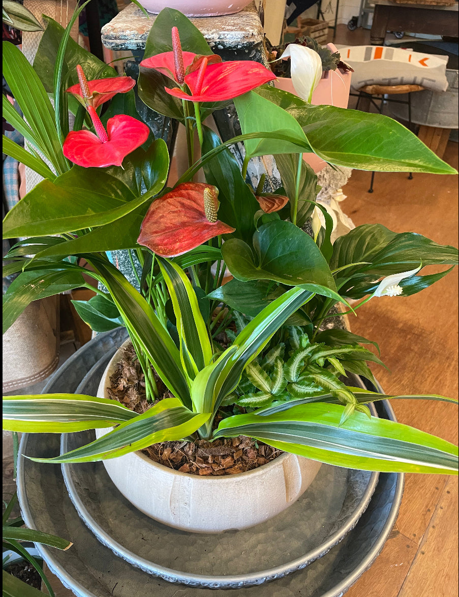 Anthurium Tropical Planter