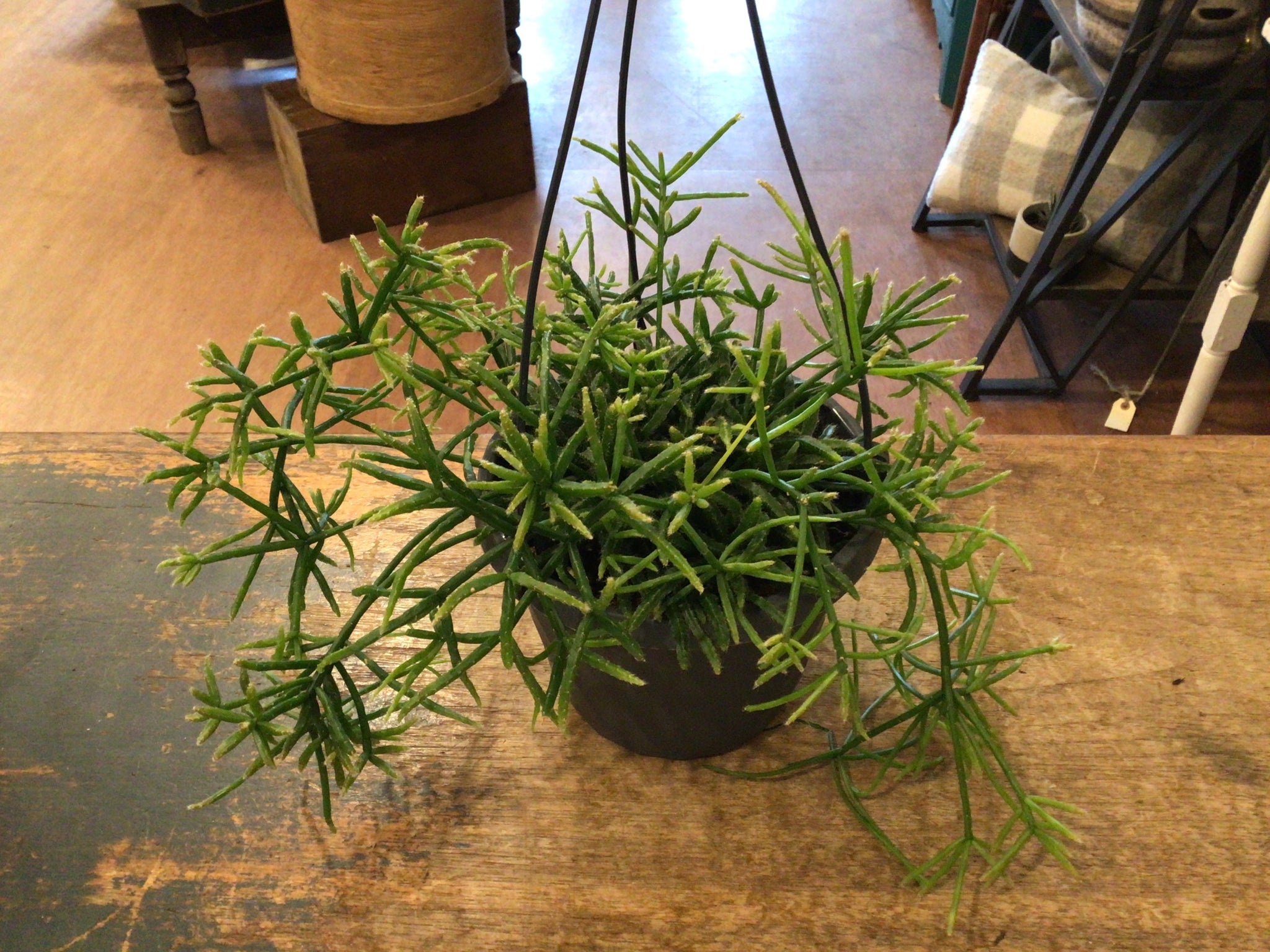 Succulent Hanging Basket - 6"