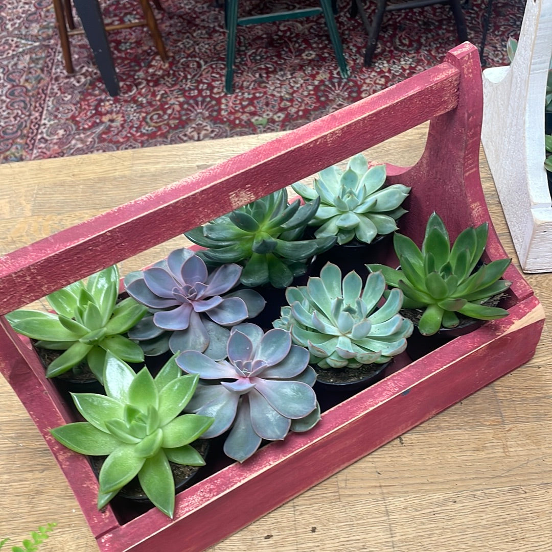 Succulents Assorted 4”