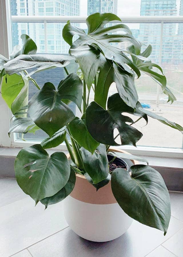AURUM POT | PLANTER