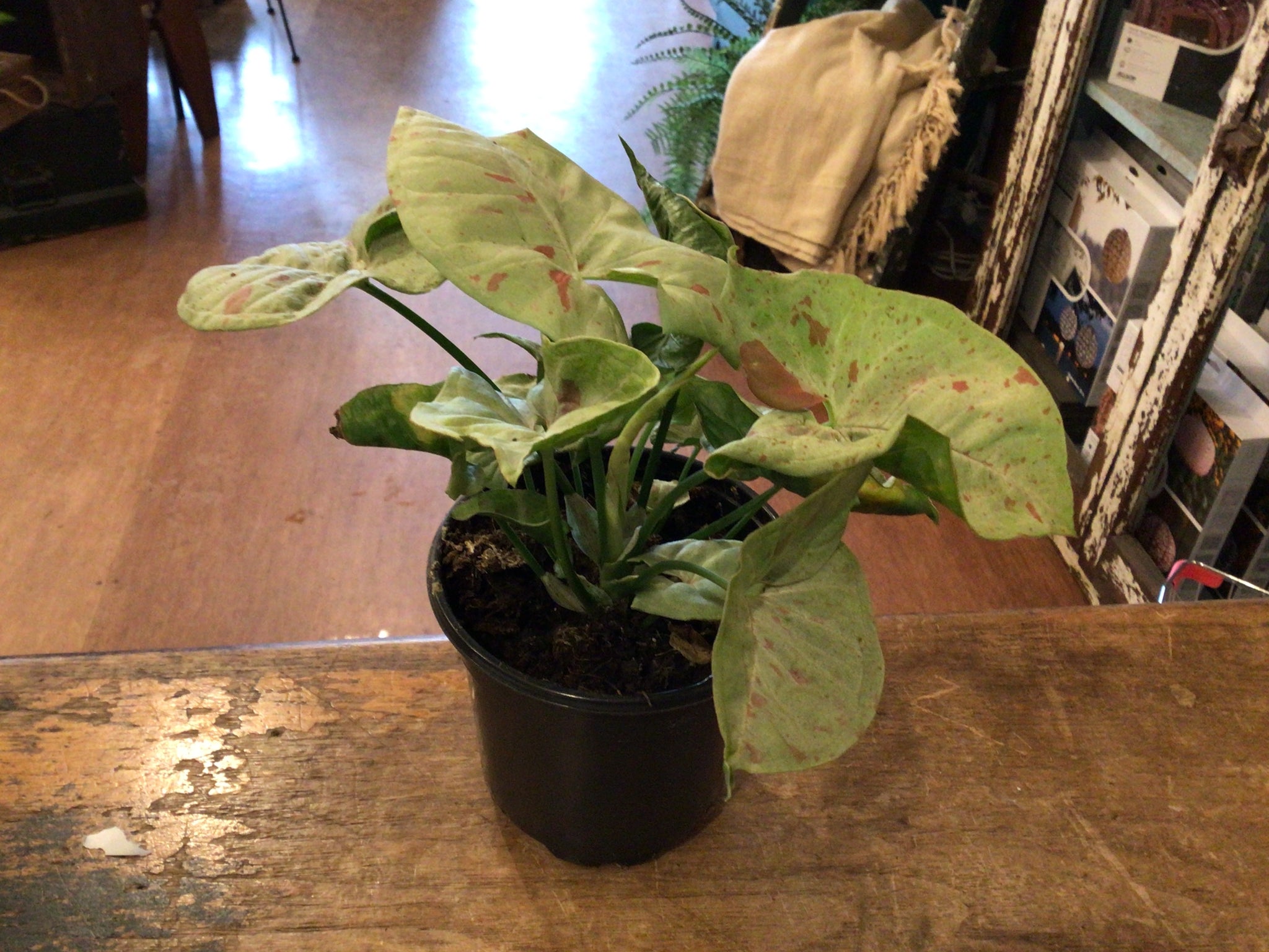 Syngonium plant 4’’