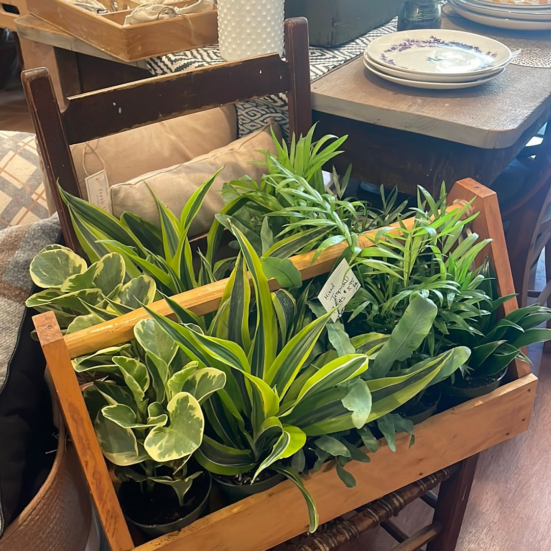 Tropicals Assorted 4”