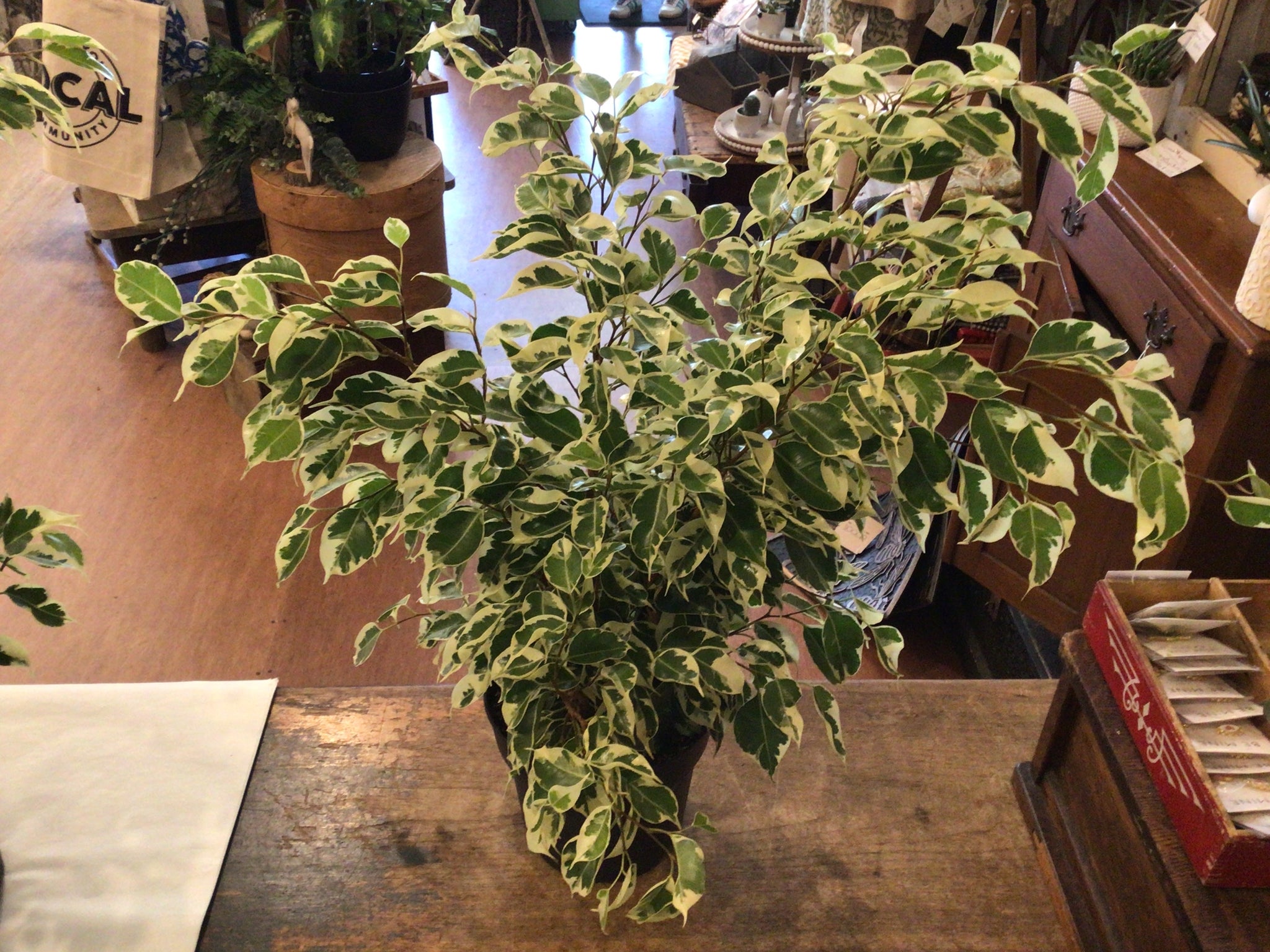 Ficus Benjamina