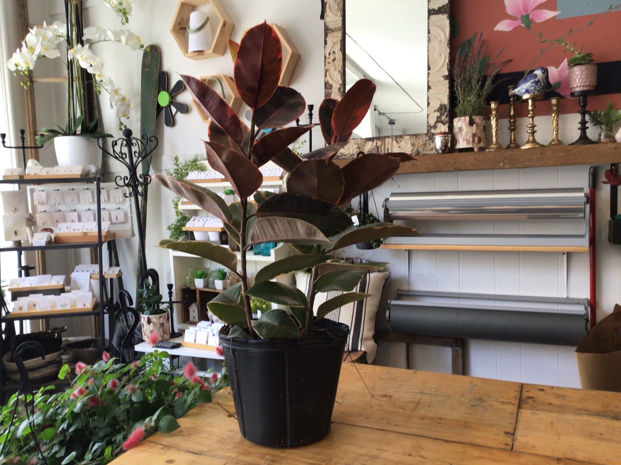 Ficus plant
