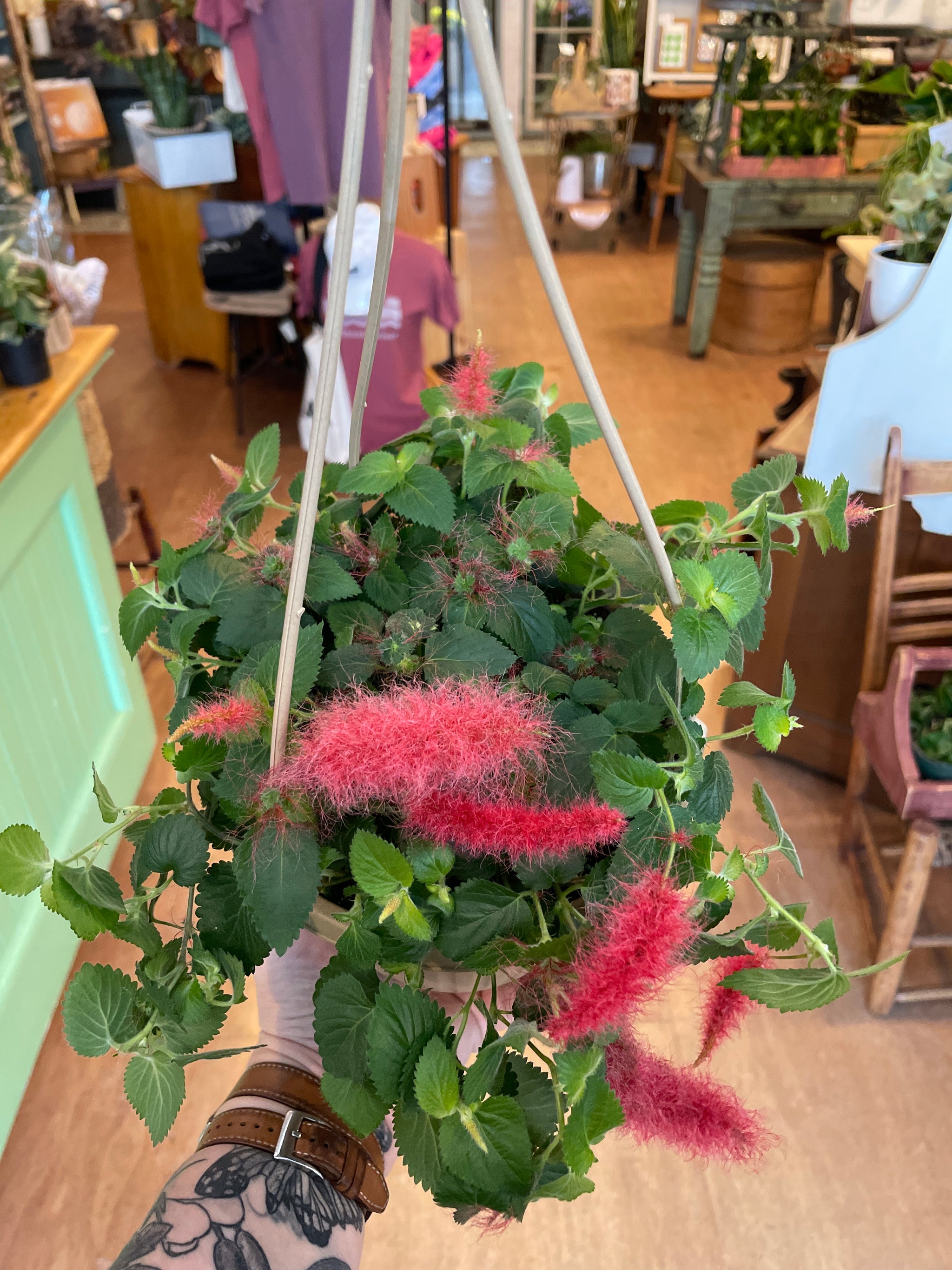 Chenille Plant HB