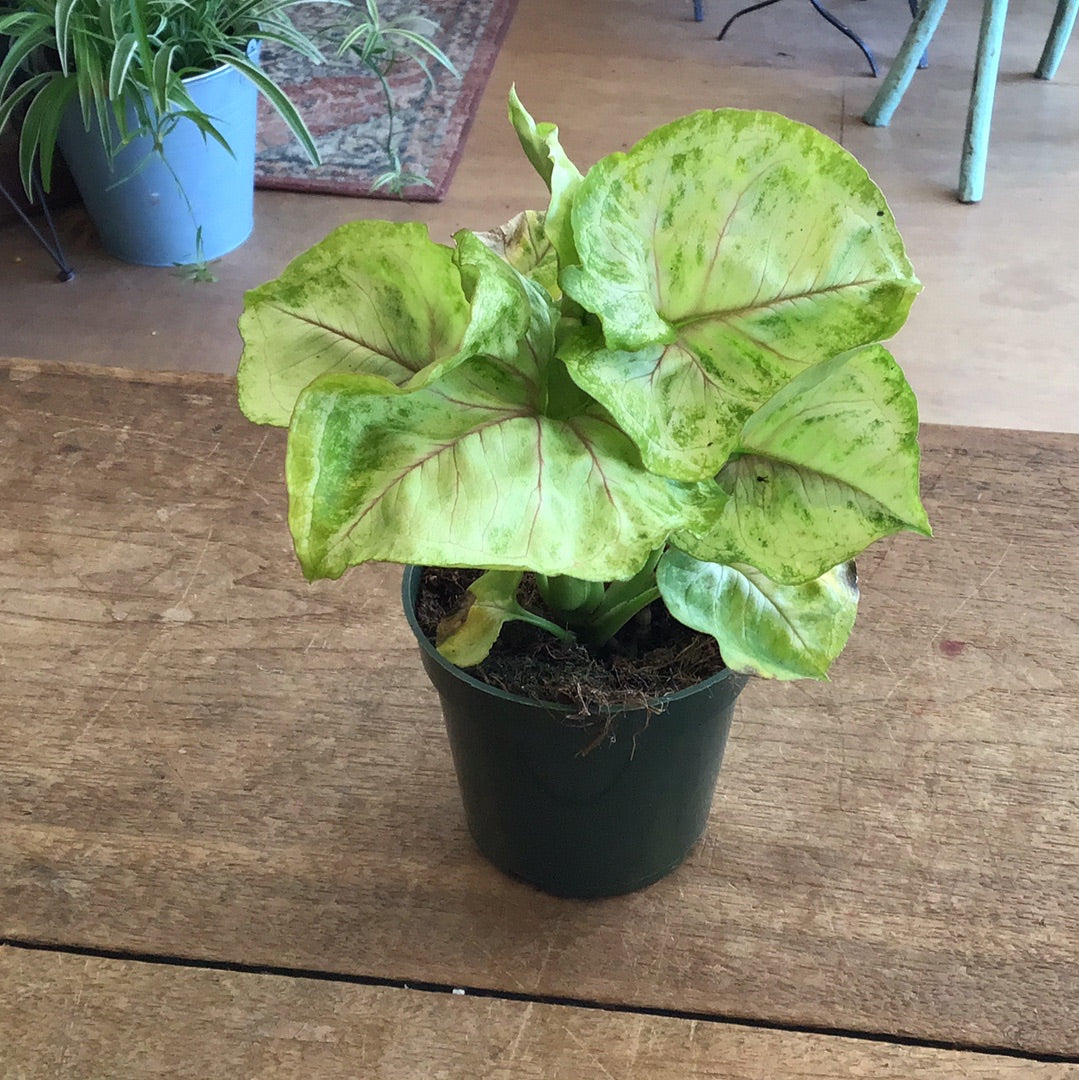 Syngonium plant 4’’