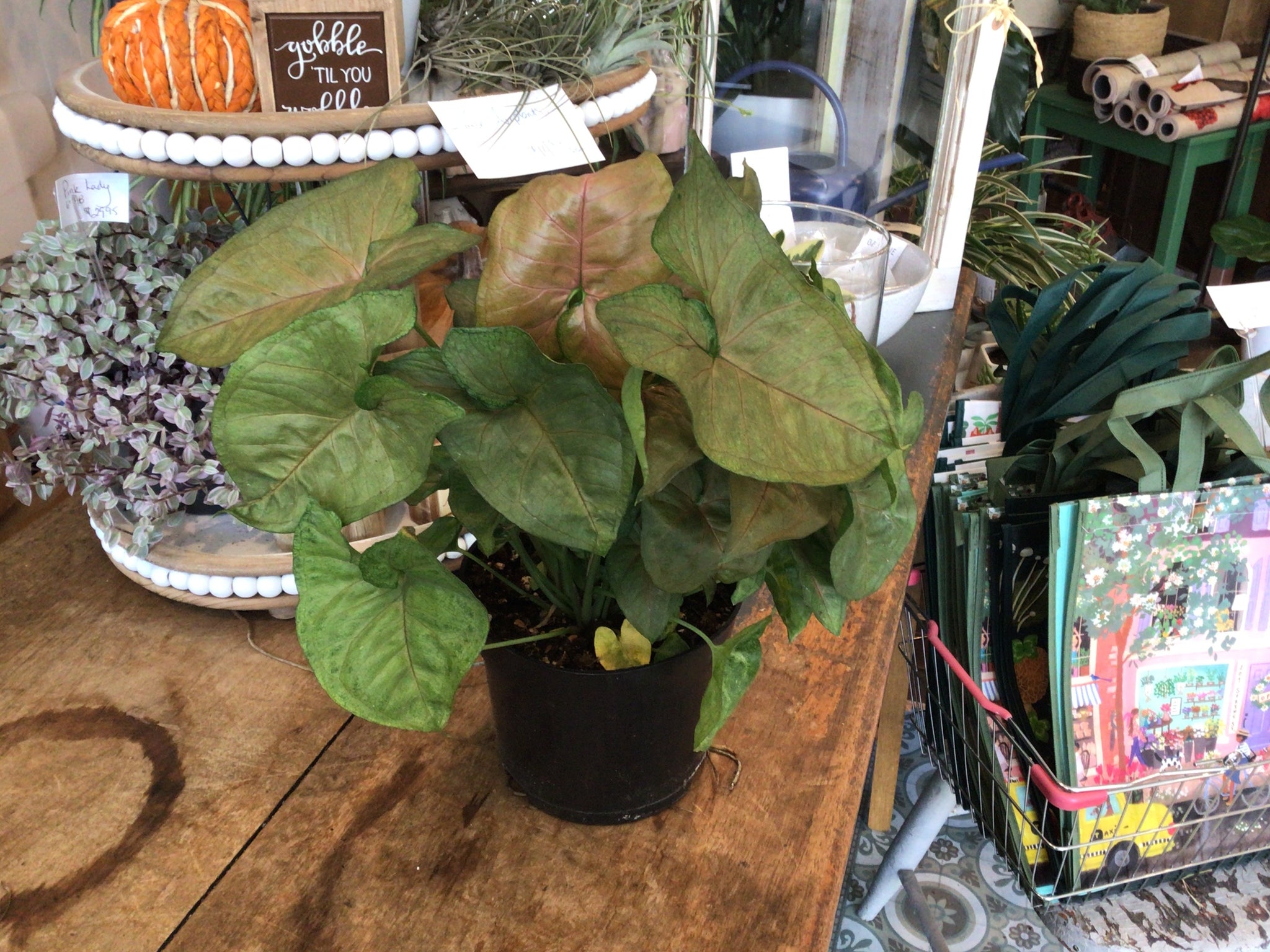 Syngonium plant 6’’