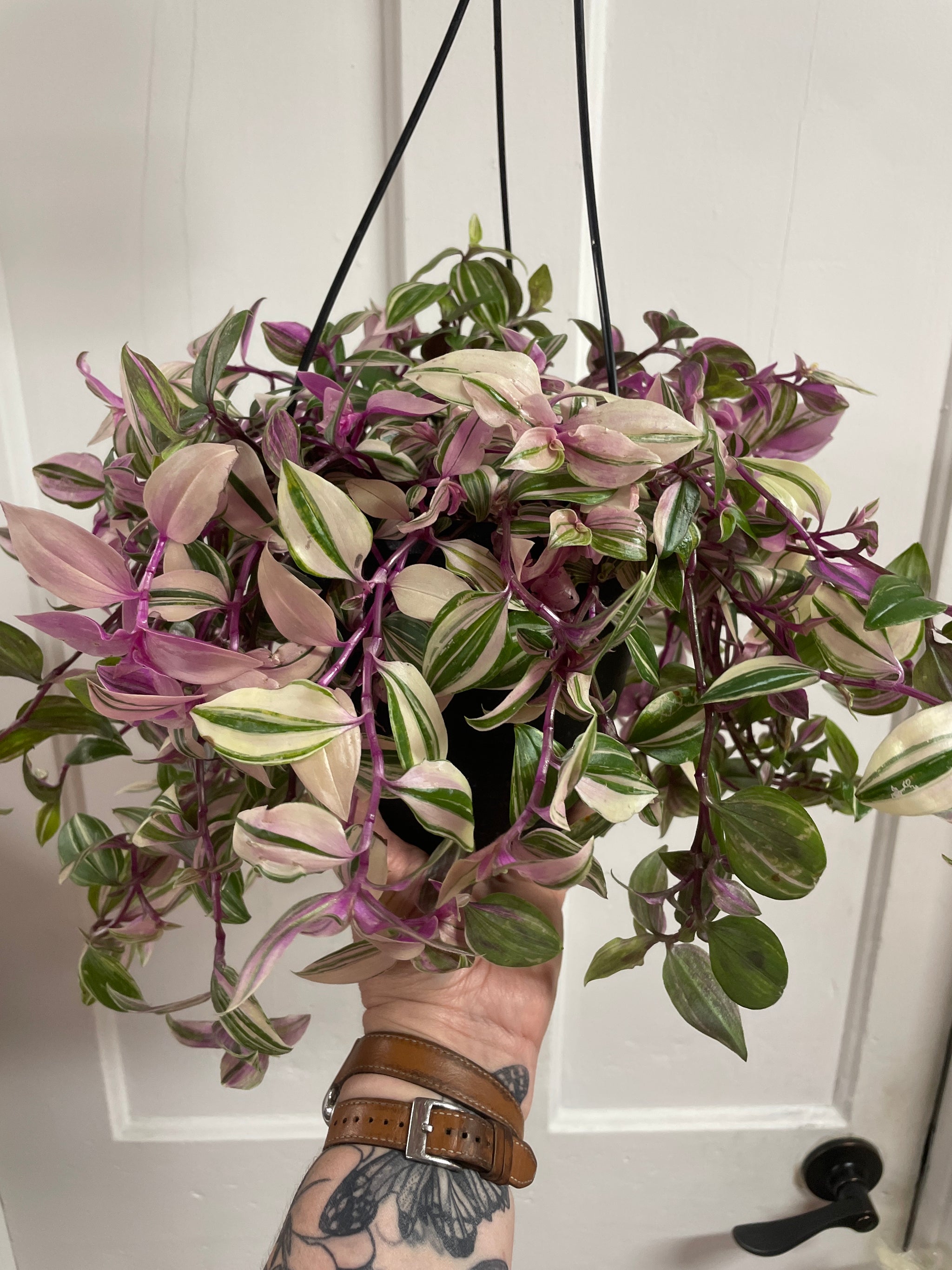 Tradescantia
