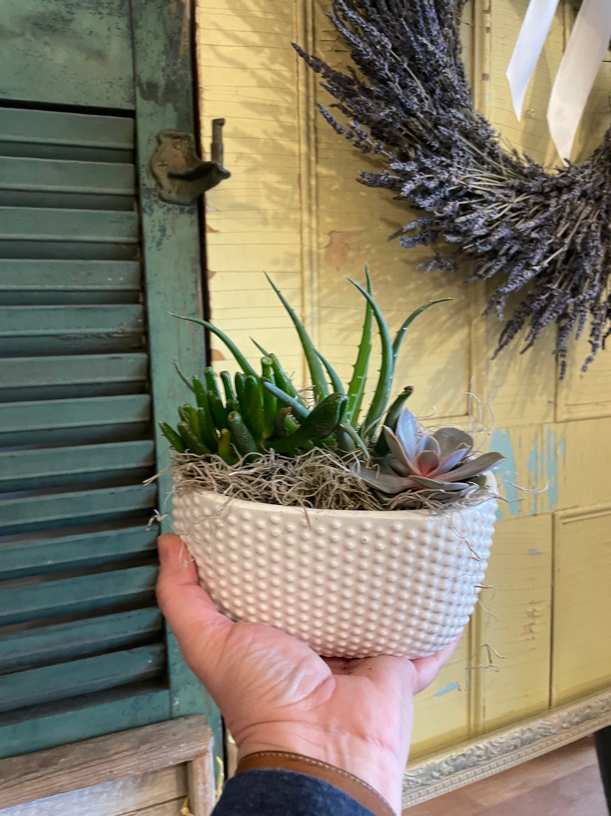 Dottie Succulent Planter