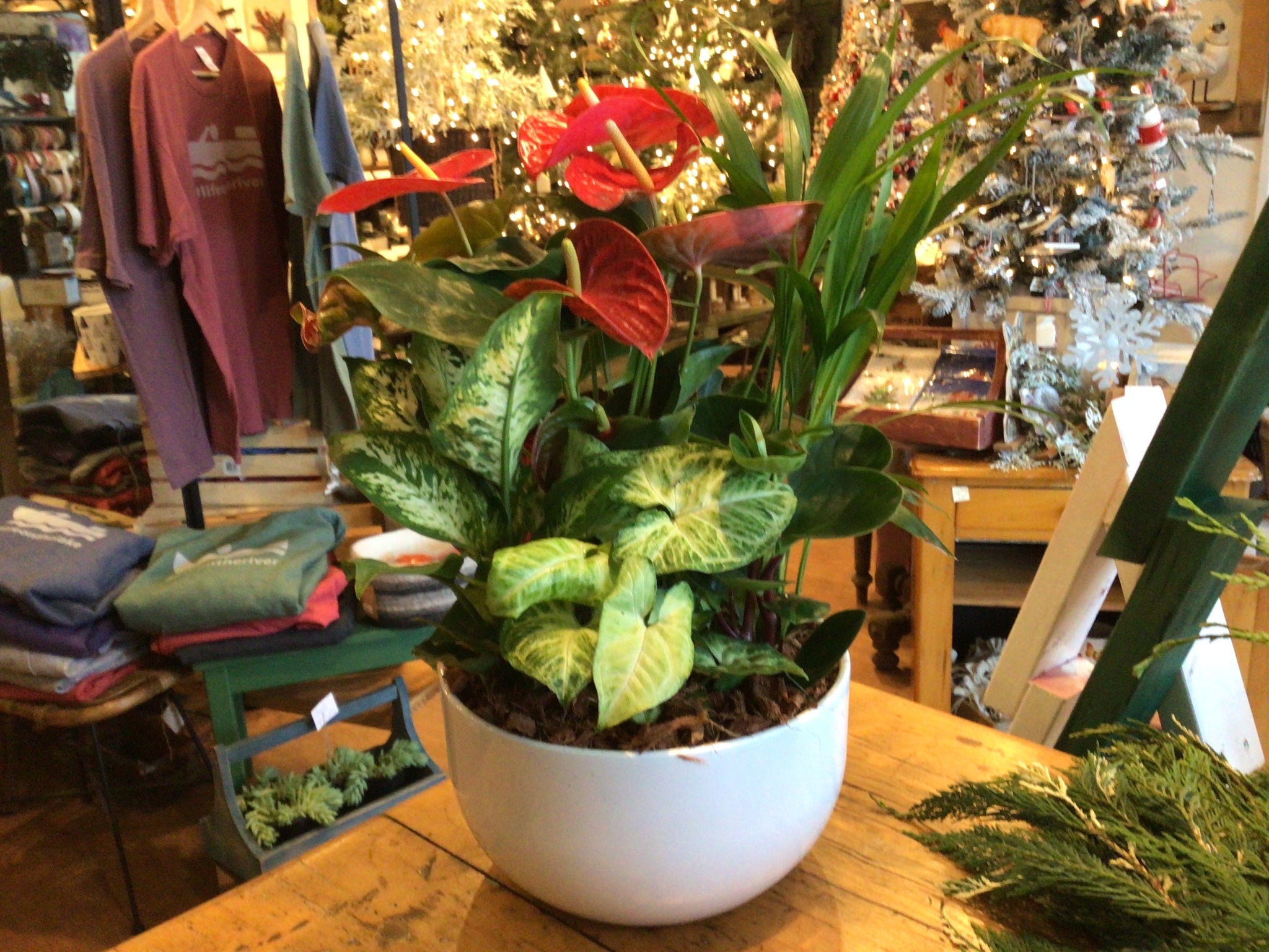 Anthurium Tropical Planter