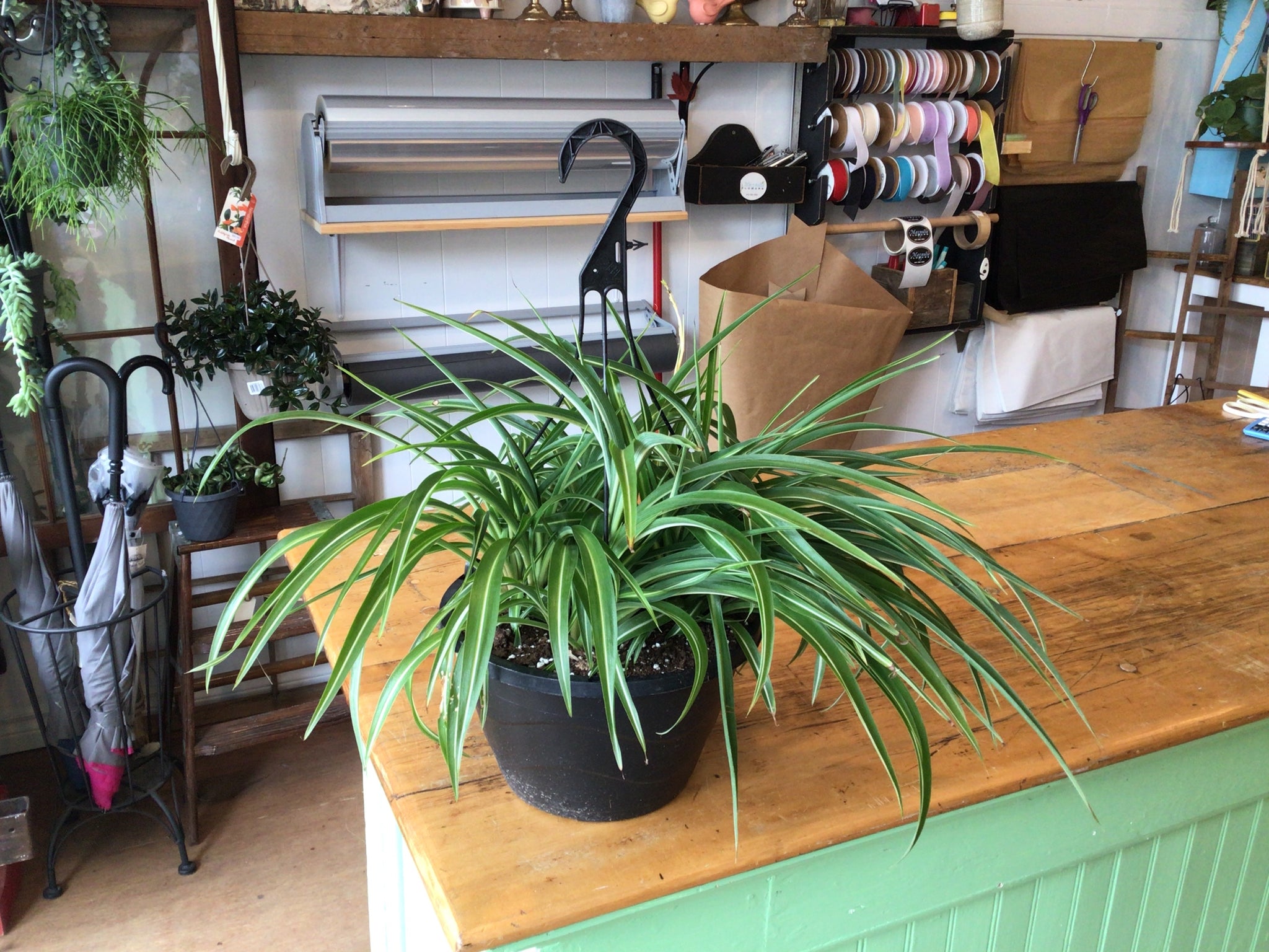 Curly Spider Plant