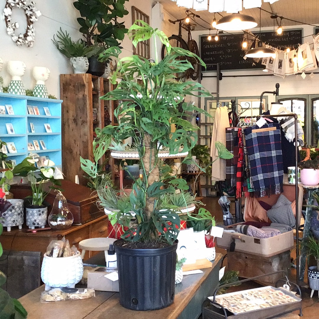 Totem Tropical Plants - 10"