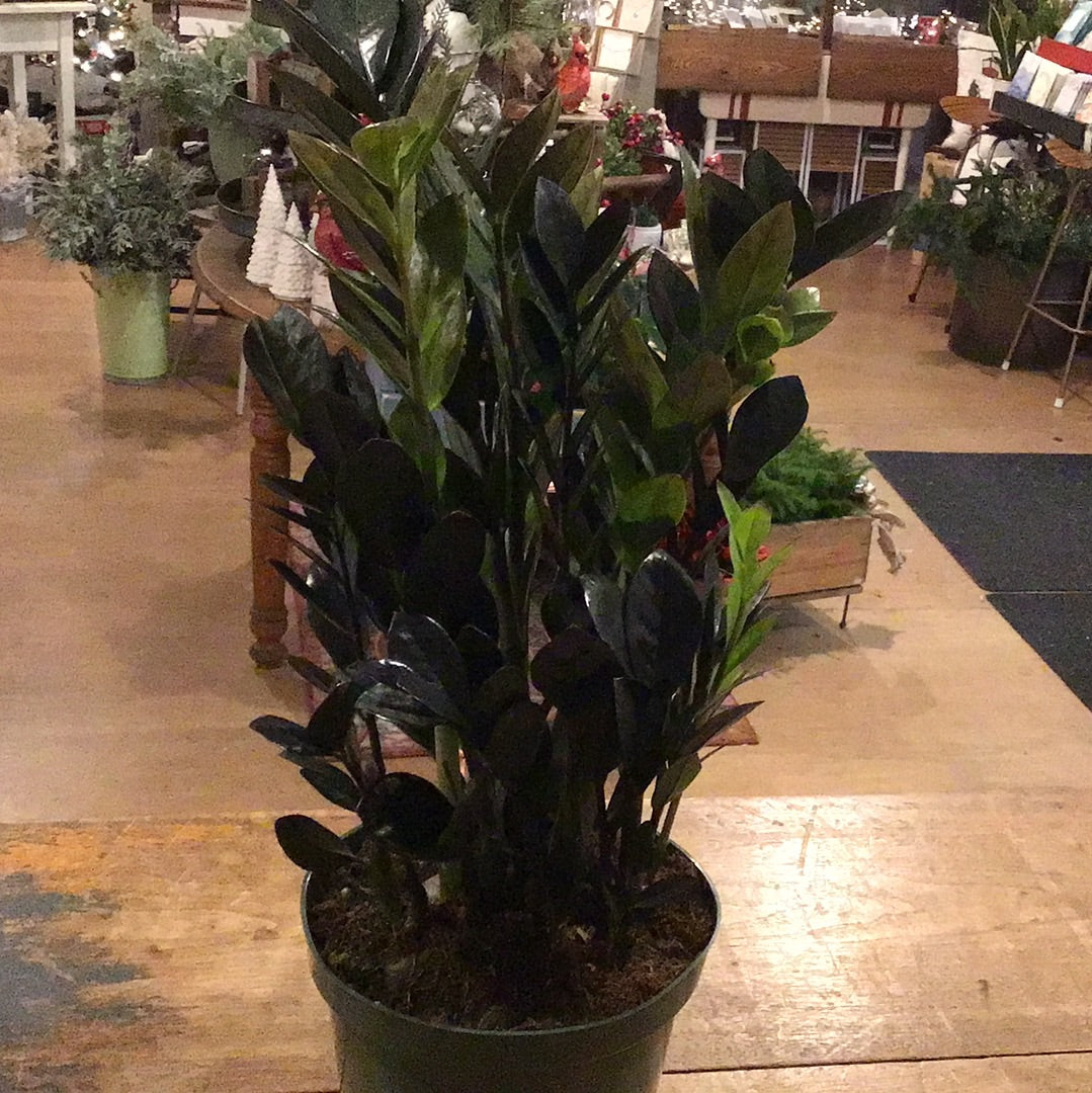 Black Raven ZZ Plant - 6"