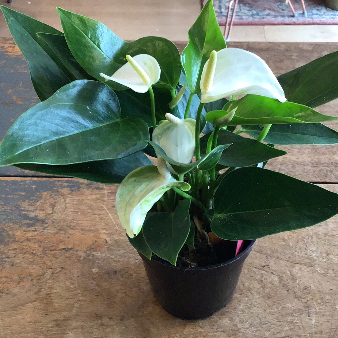 Anthurium 4’’ plant