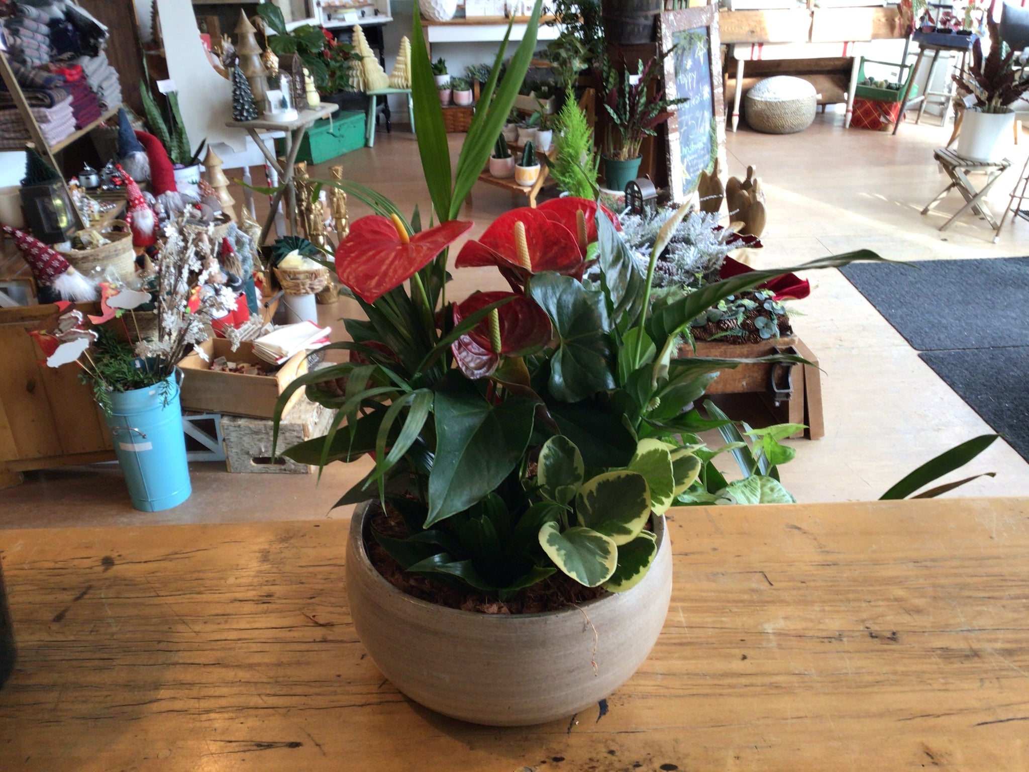 Anthurium Tropical Planter