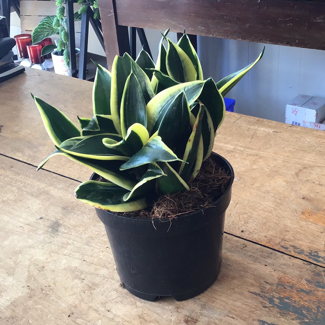 Birdsnest Sanseveria 6’’