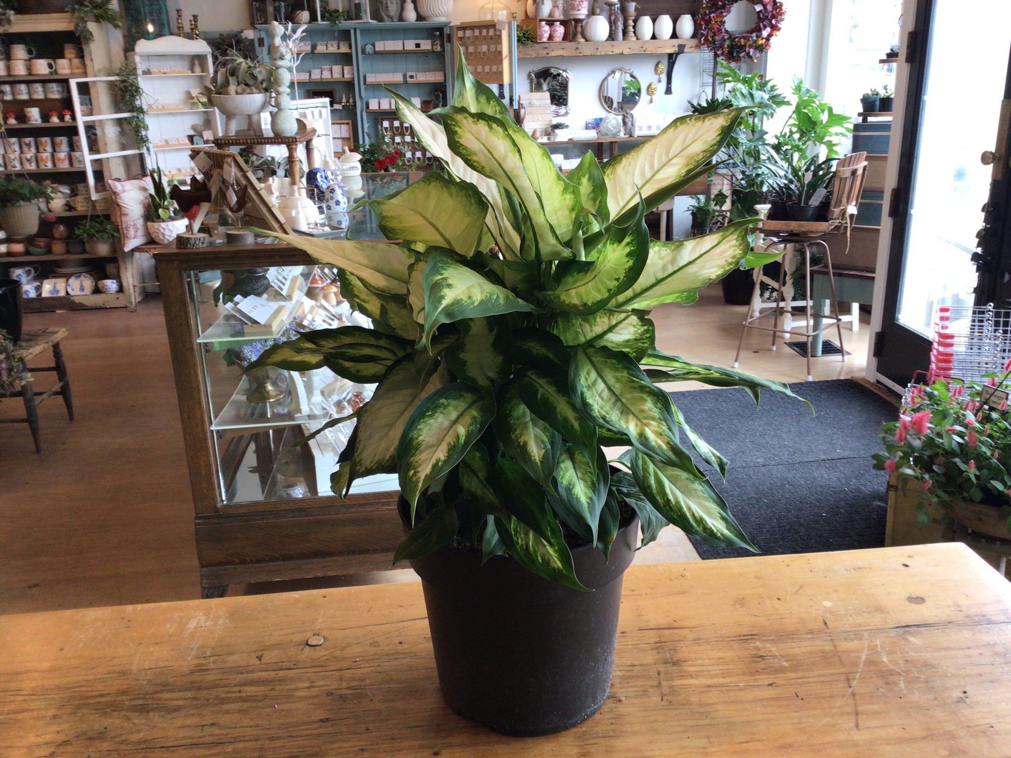 Dieffenbachia Camille 8’’