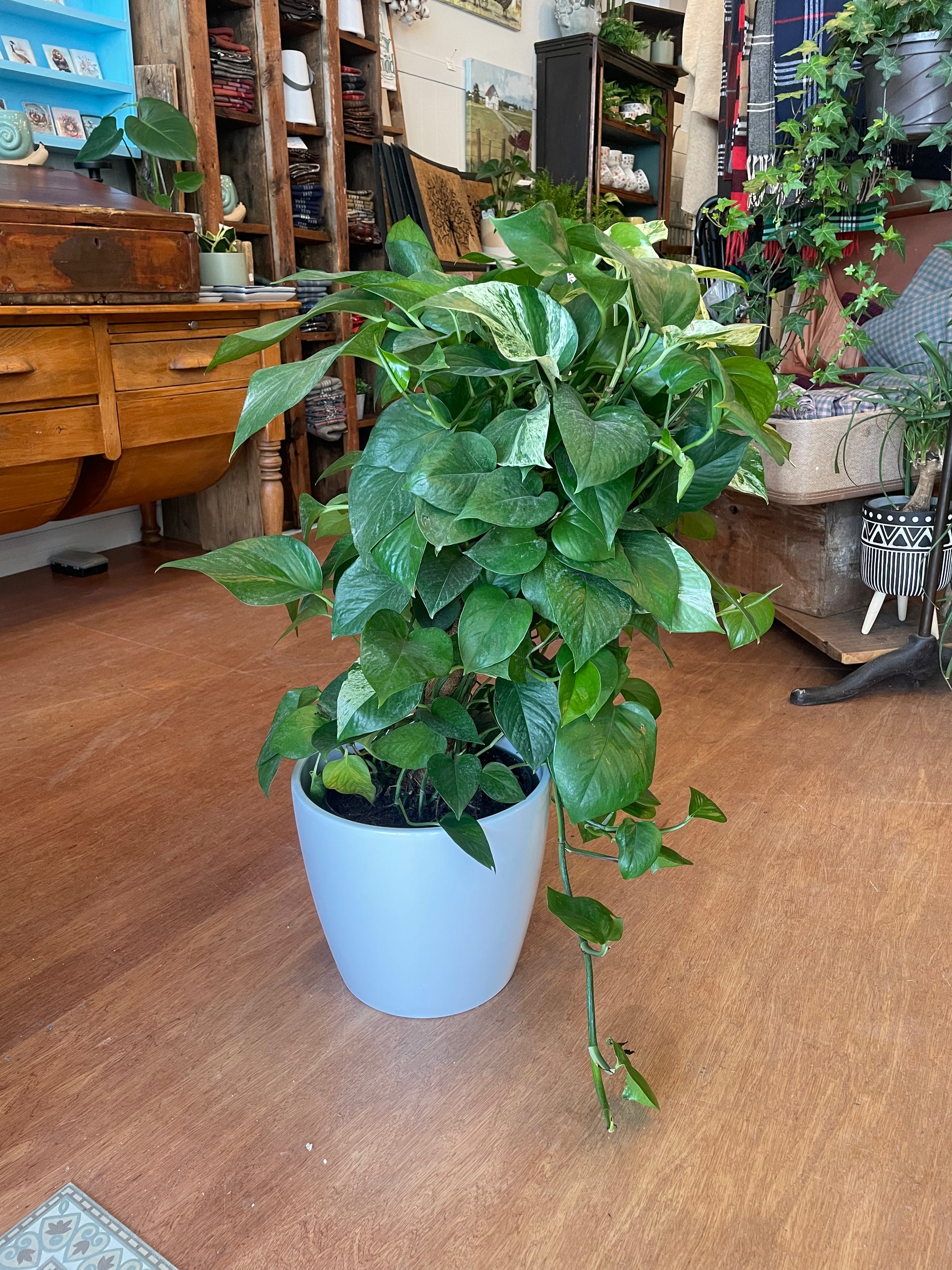 Totem Tropical Plants - 10"