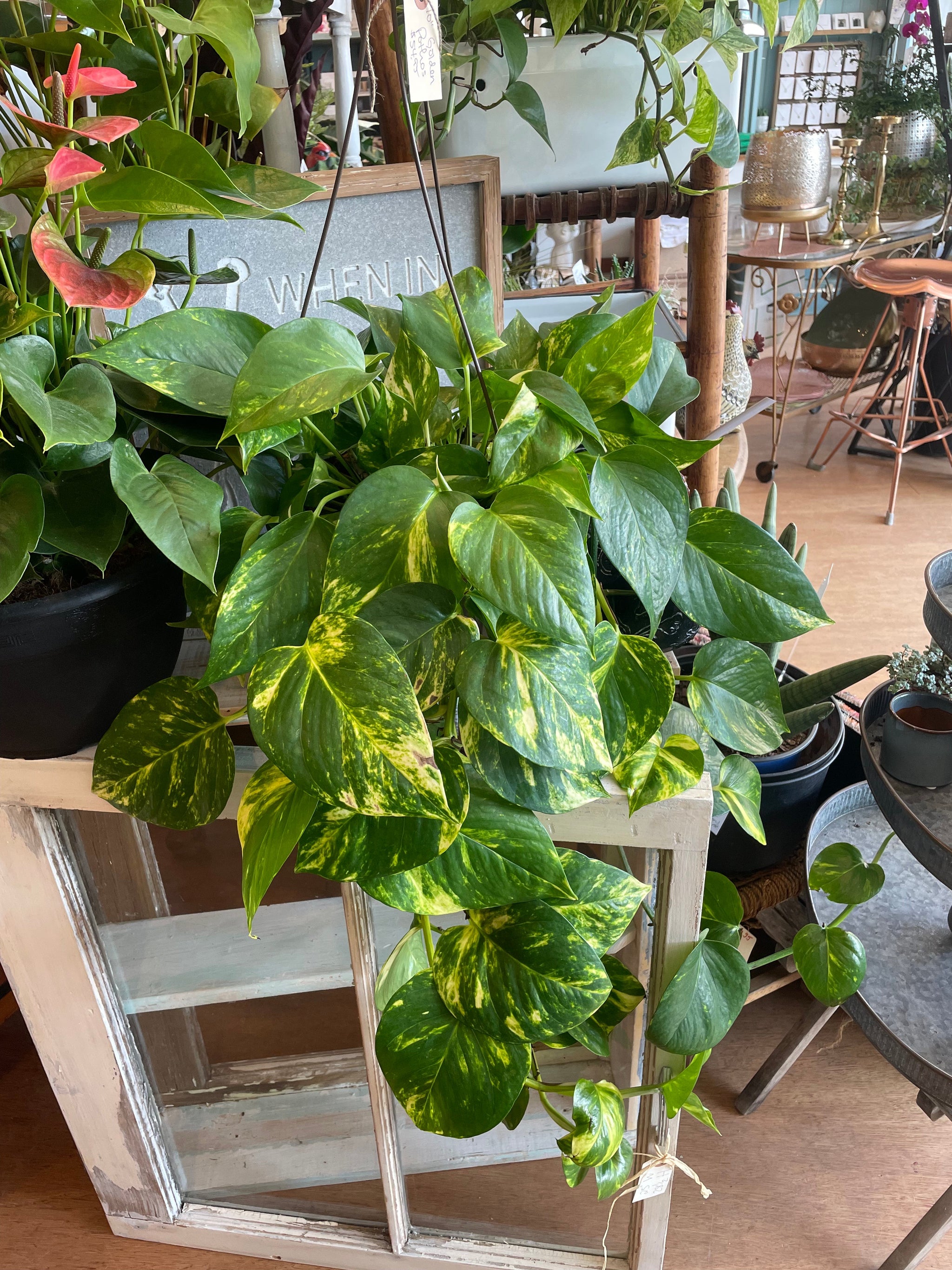 Tropical Plant Hanging Baskets - 10"