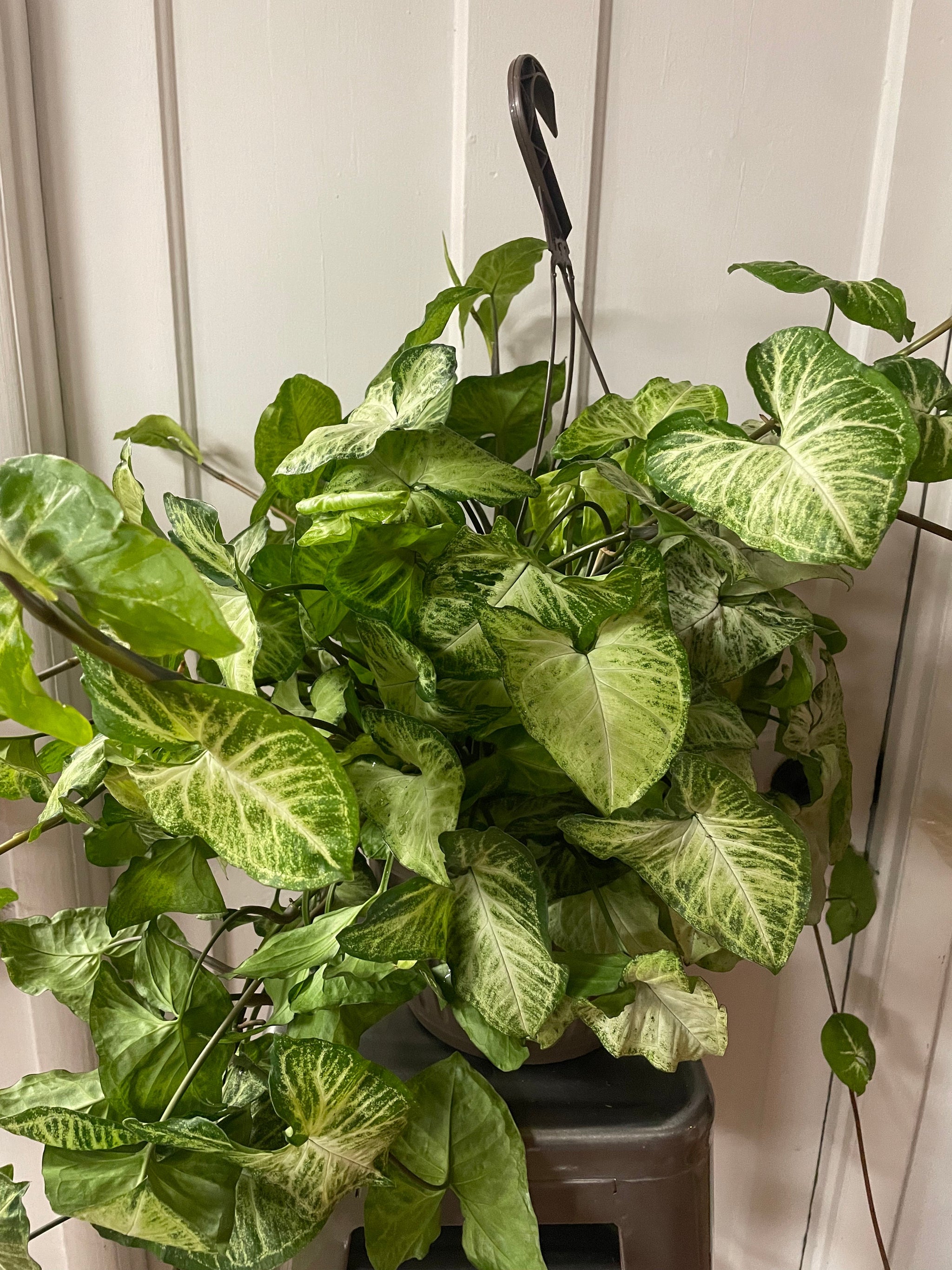 Tropical Plant Hanging Baskets - 10"