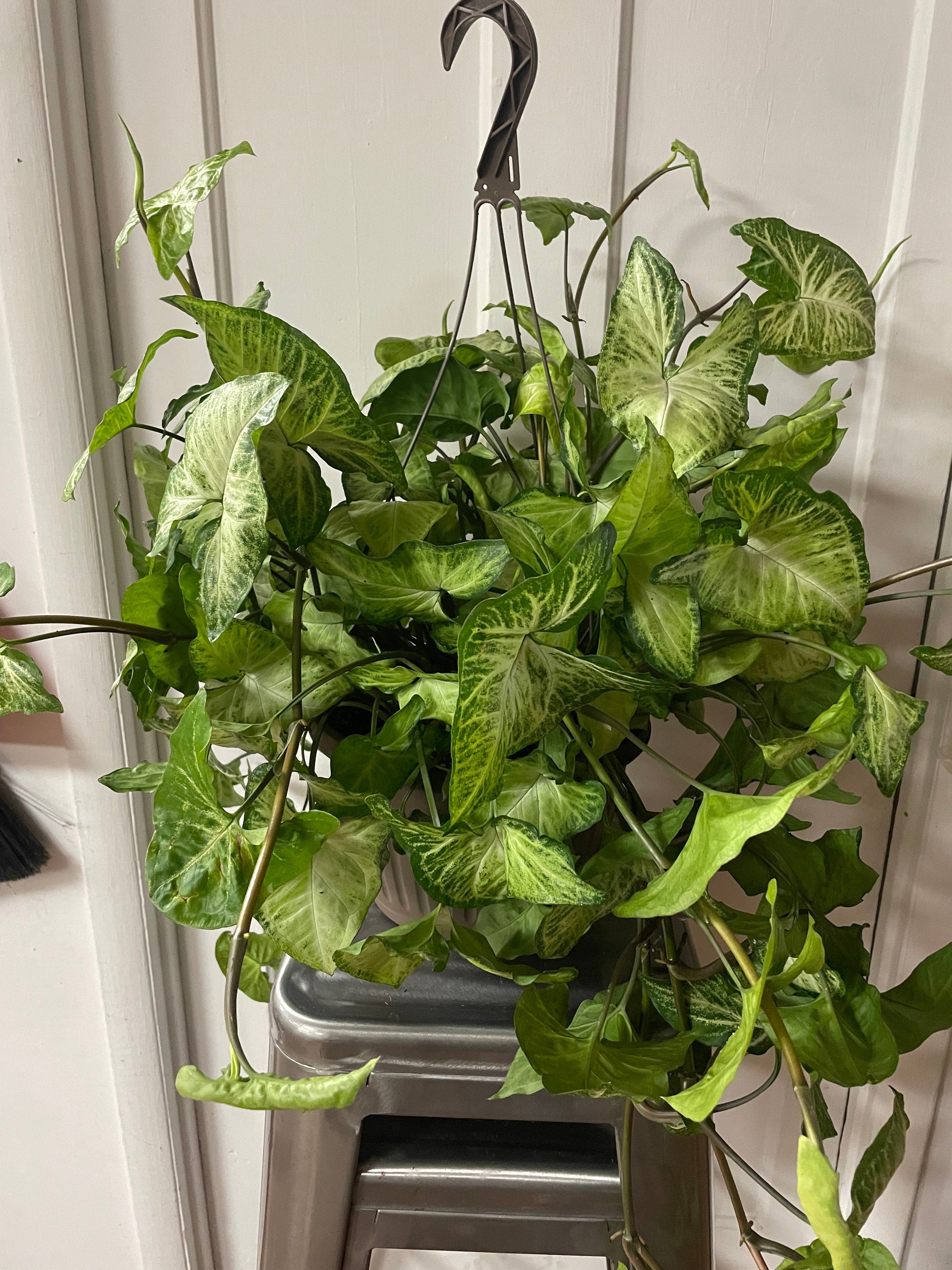 Tropical Plant Hanging Baskets - 10"