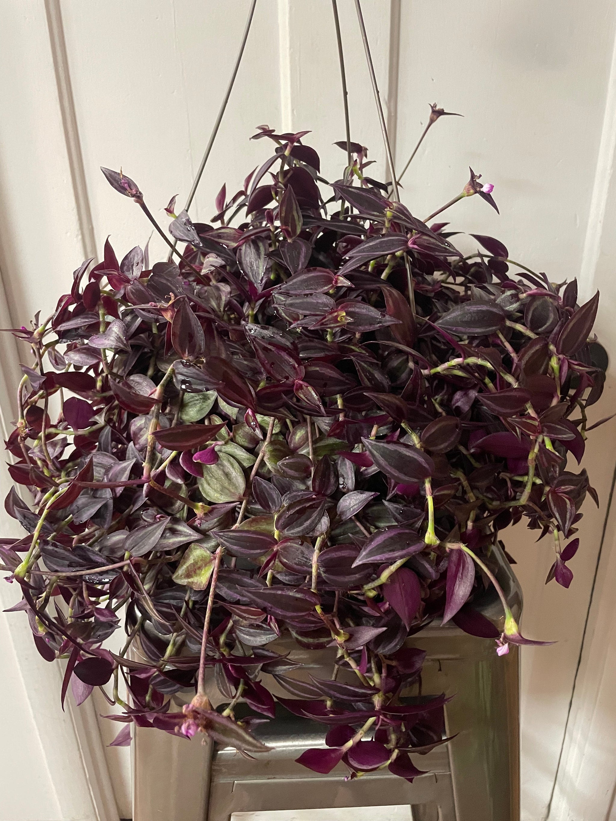 Tropical Plant Hanging Baskets - 10"