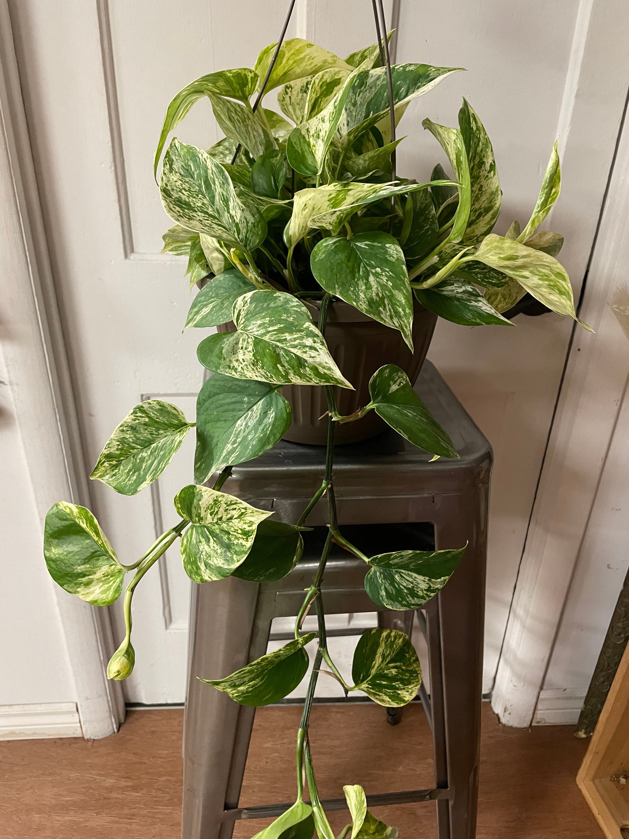 Tropical Plant Hanging Baskets - 10"