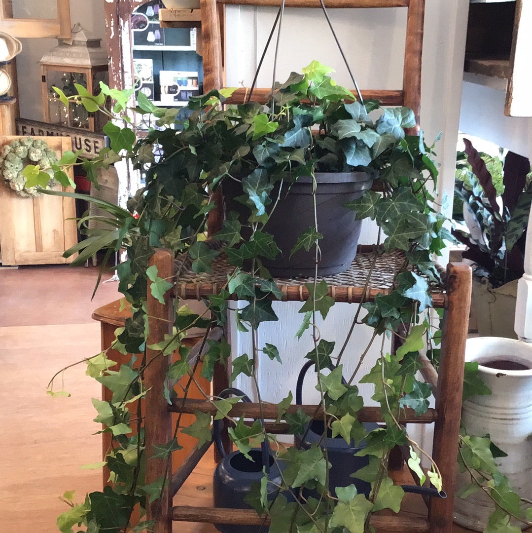 Tropical Plant Hanging Baskets - 10"