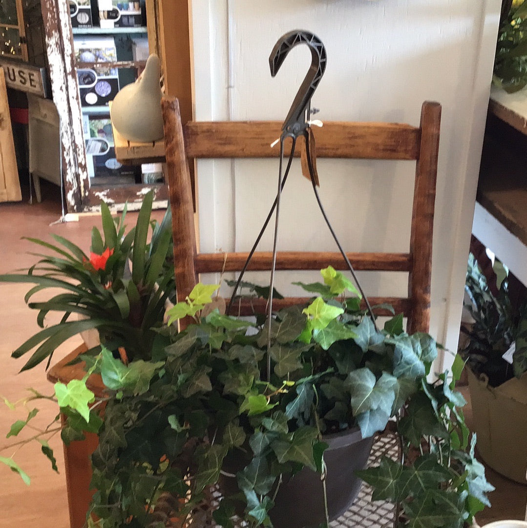 Tropical Plant Hanging Baskets - 10"