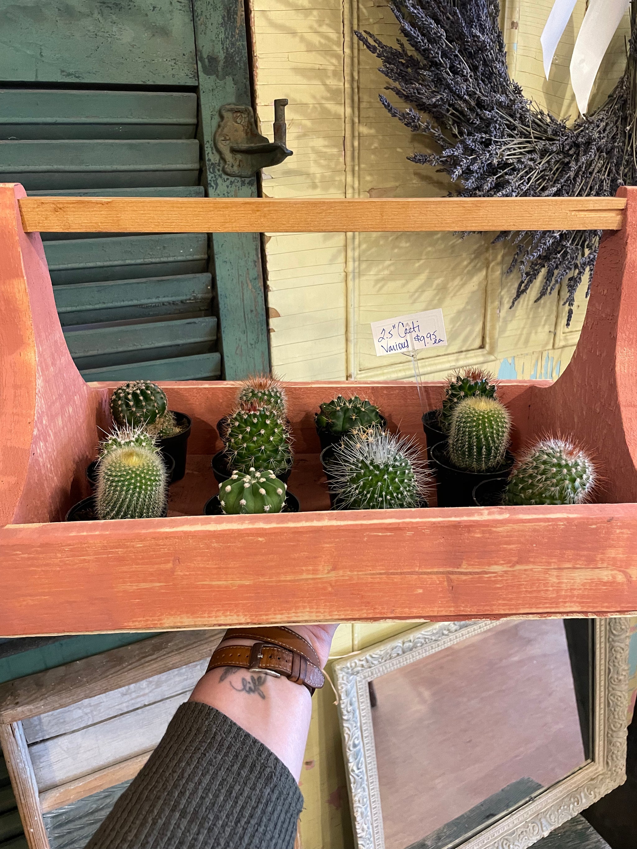 Cacti