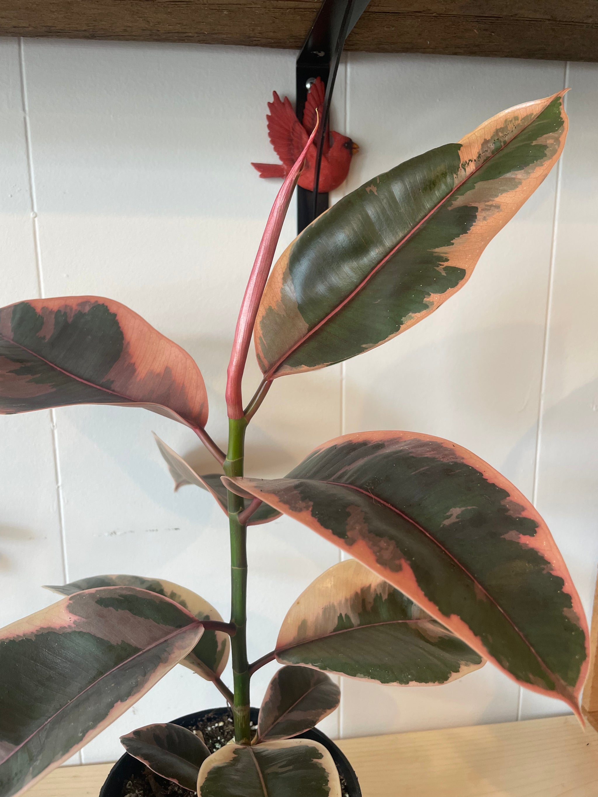 Ficus Plant 6’’