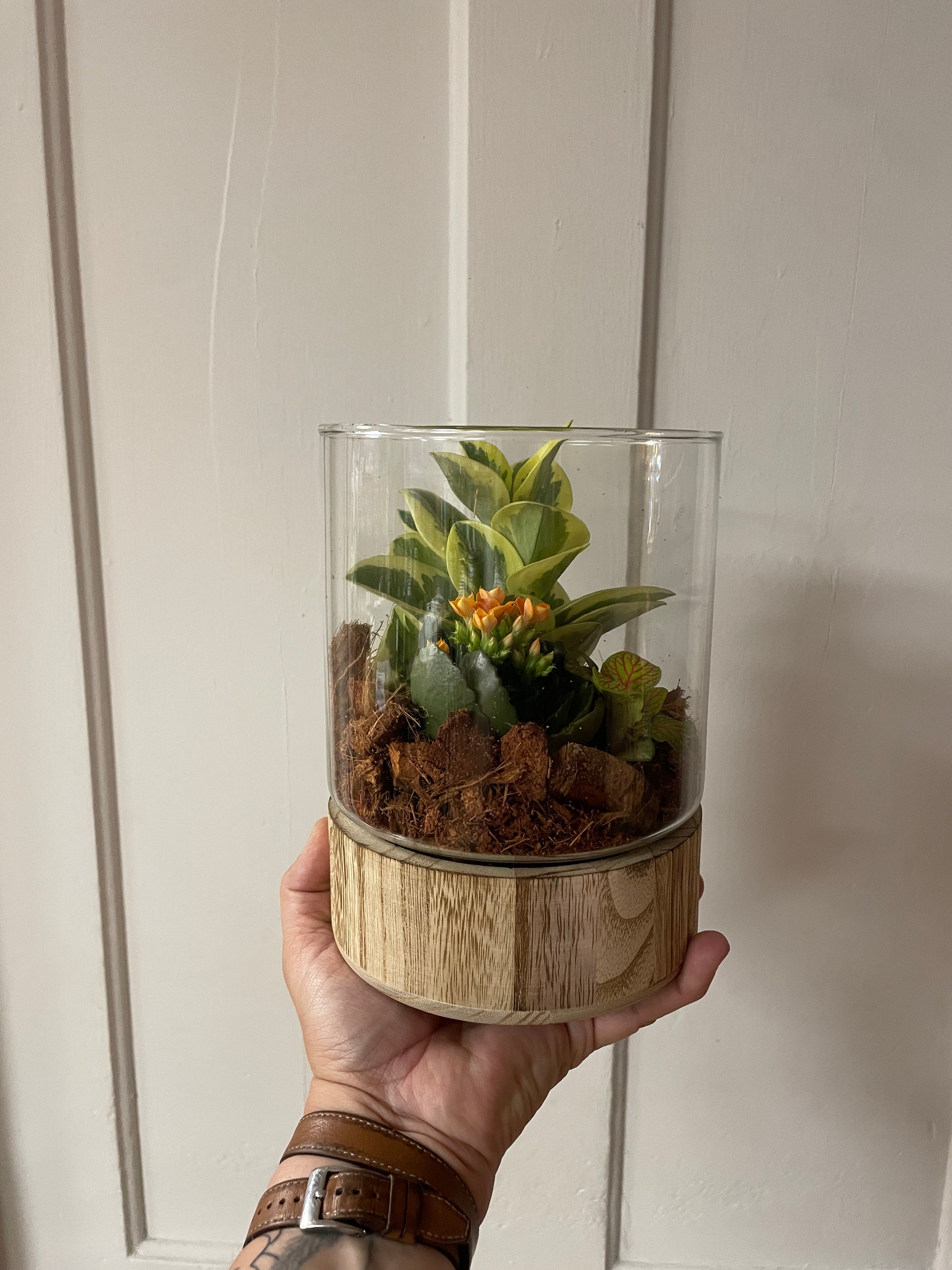 Wooden Base Glass Terrariums