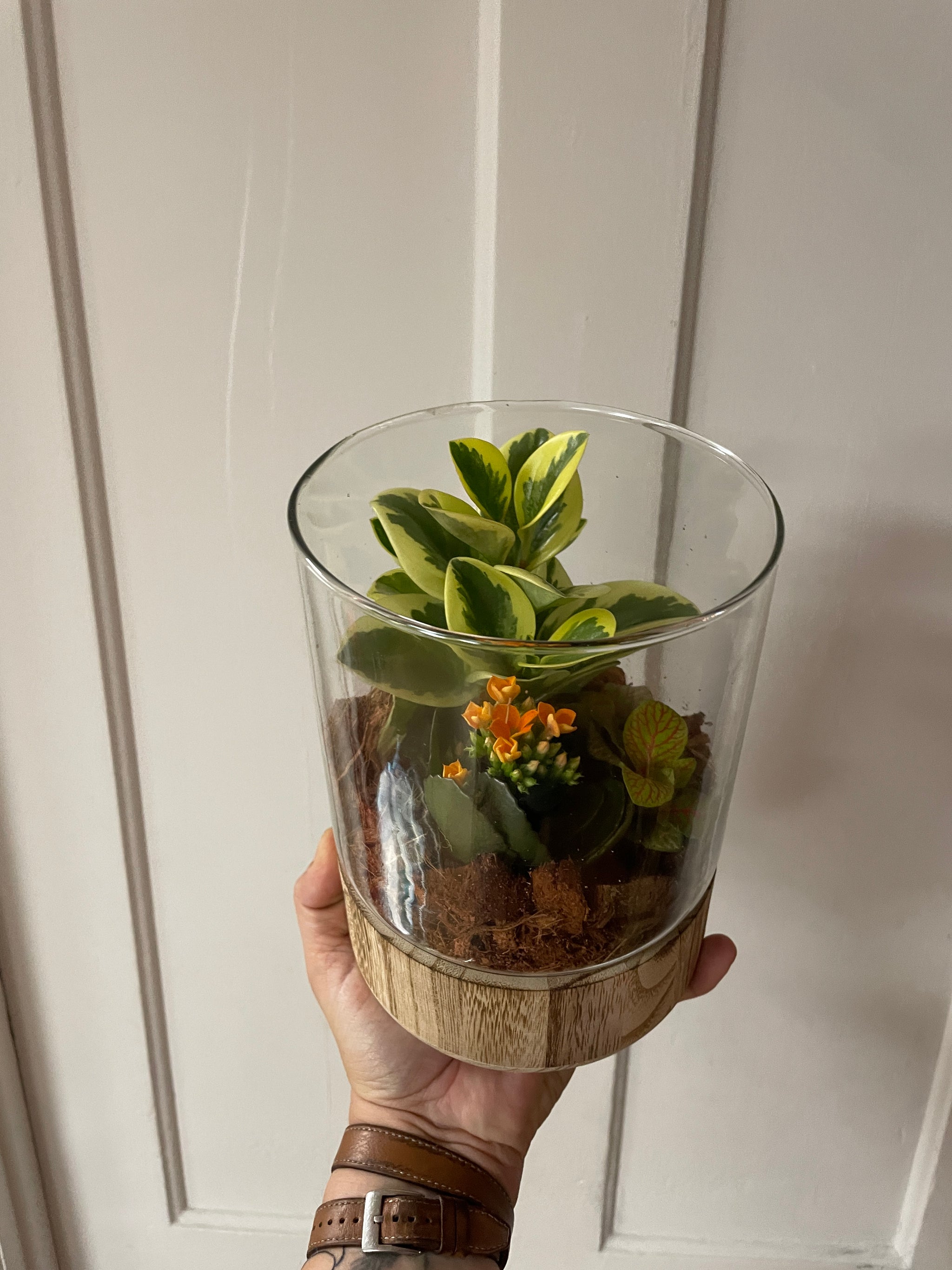 Wooden Base Glass Terrariums